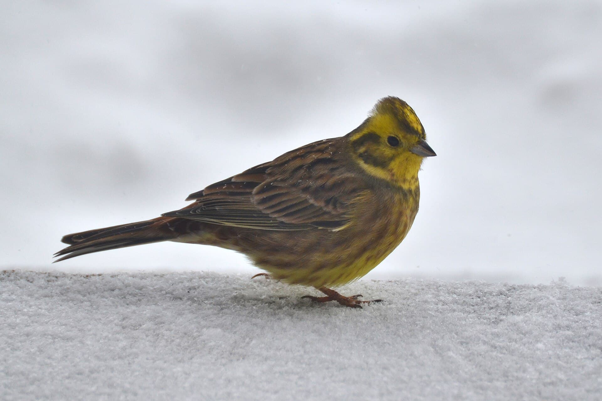 Geelgors (Emberiza citrinella) - Trznadel zwyczajny