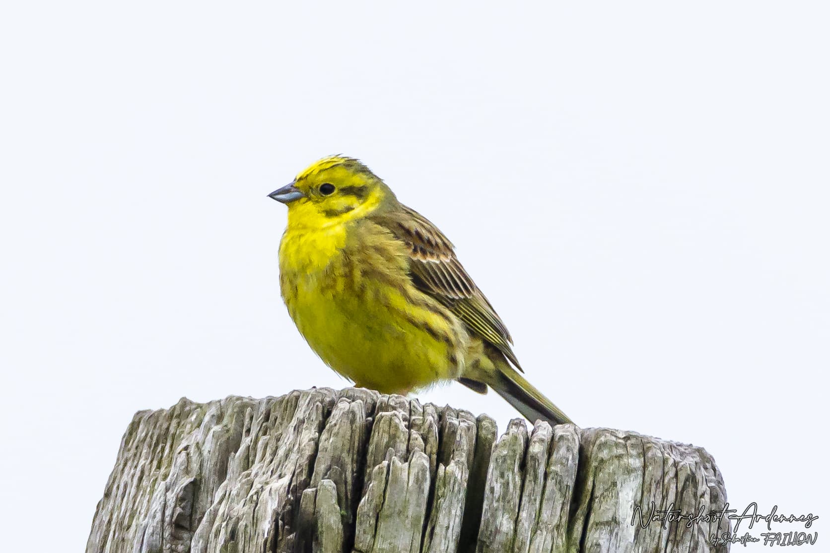 Geelgors (Emberiza citrinella) - Bruant jaune (51185016108)
