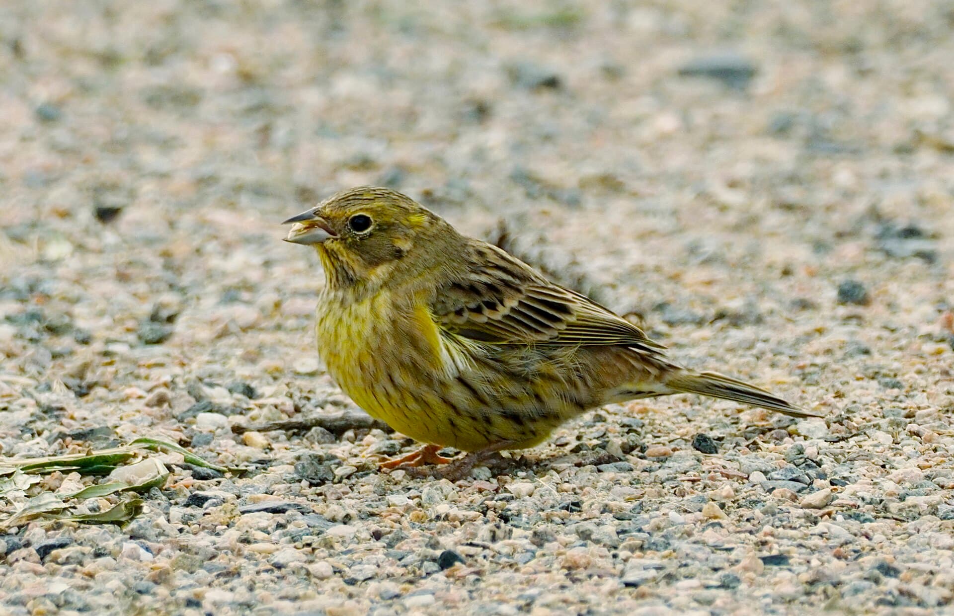 Geelgors (Emberiza citrinella) - Emberiza citrinella Oulu Finland 2020-09-14