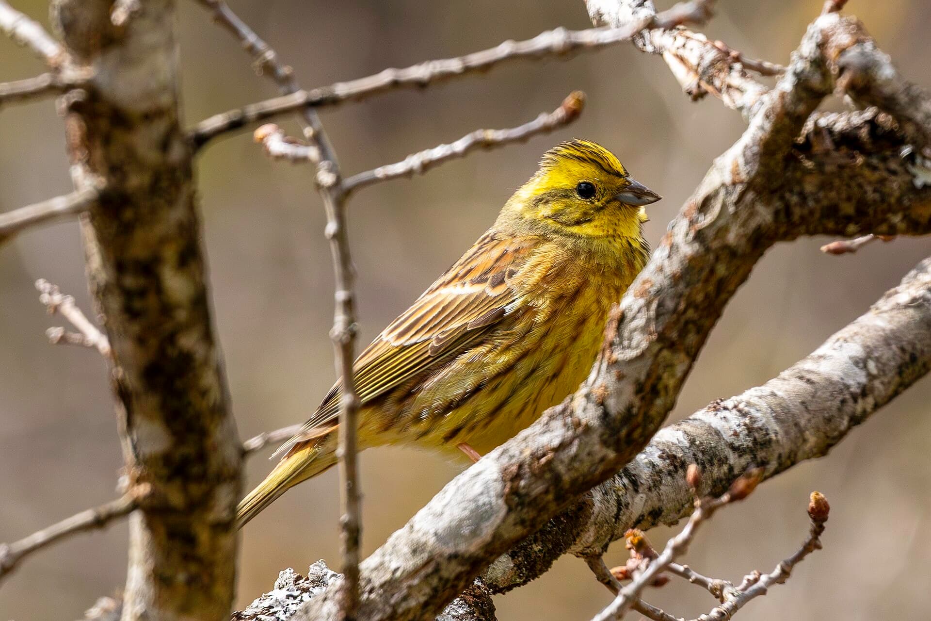 Geelgors (Emberiza citrinella) - Escribidor amarelo 04