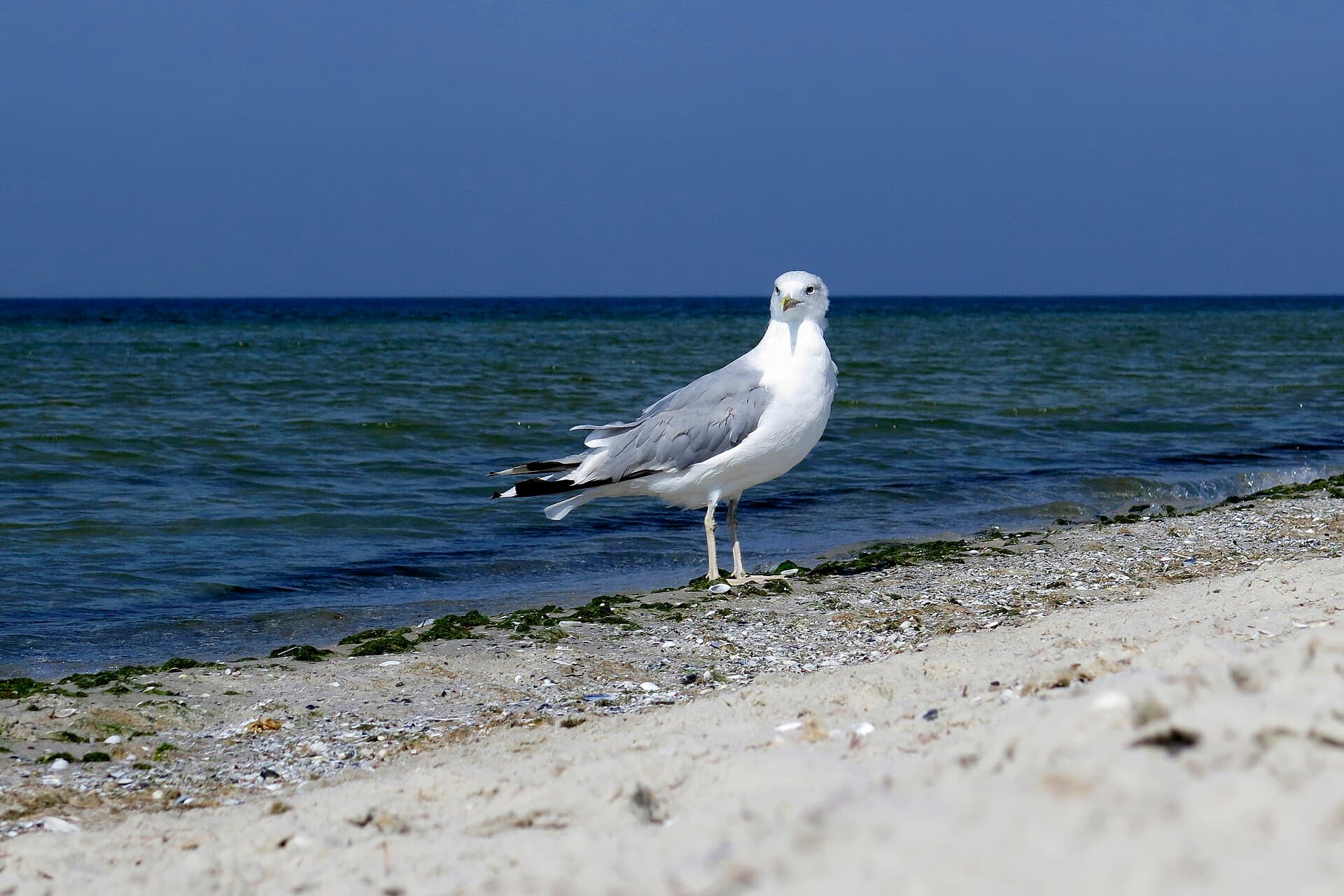 Geelpootmeeuw (Larus cachinnans) - Чайки, Кінбурнська коса (3)