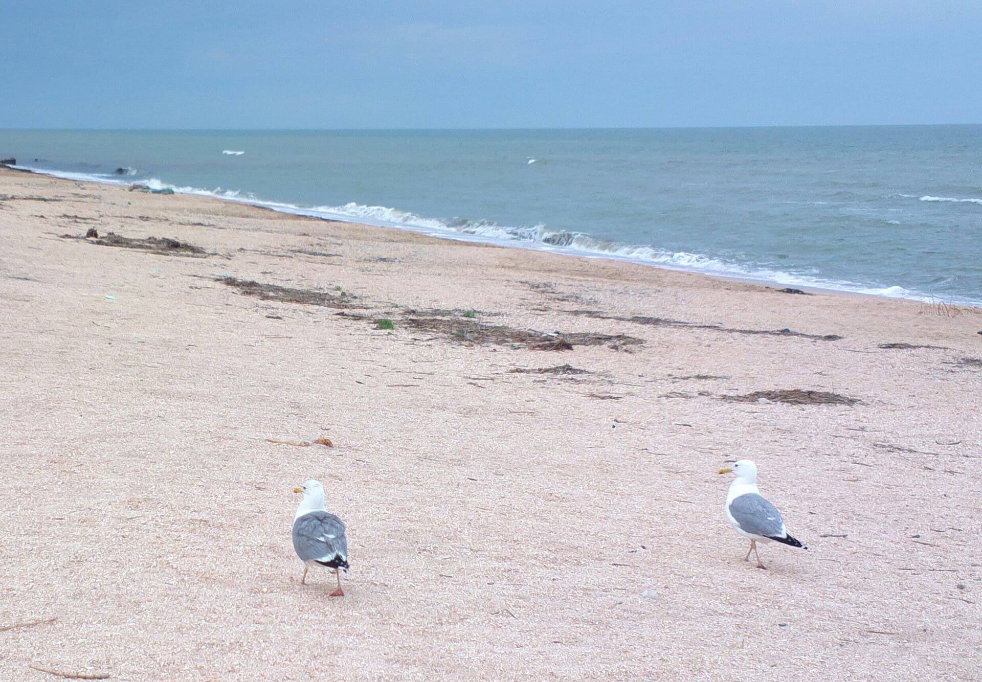 Geelpootmeeuw (Larus cachinnans) - 2015-06-11-0529-1 (18710874942)