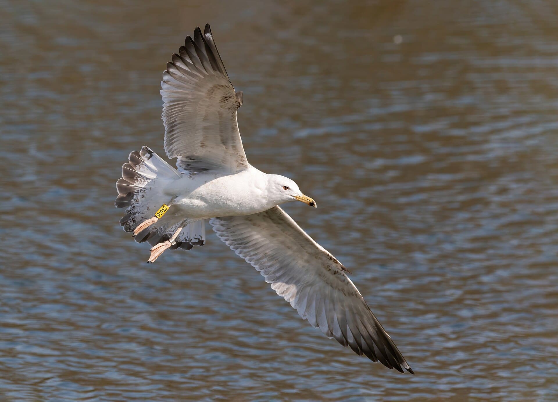 Geelpootmeeuw (Larus cachinnans) - Caspian gull flying