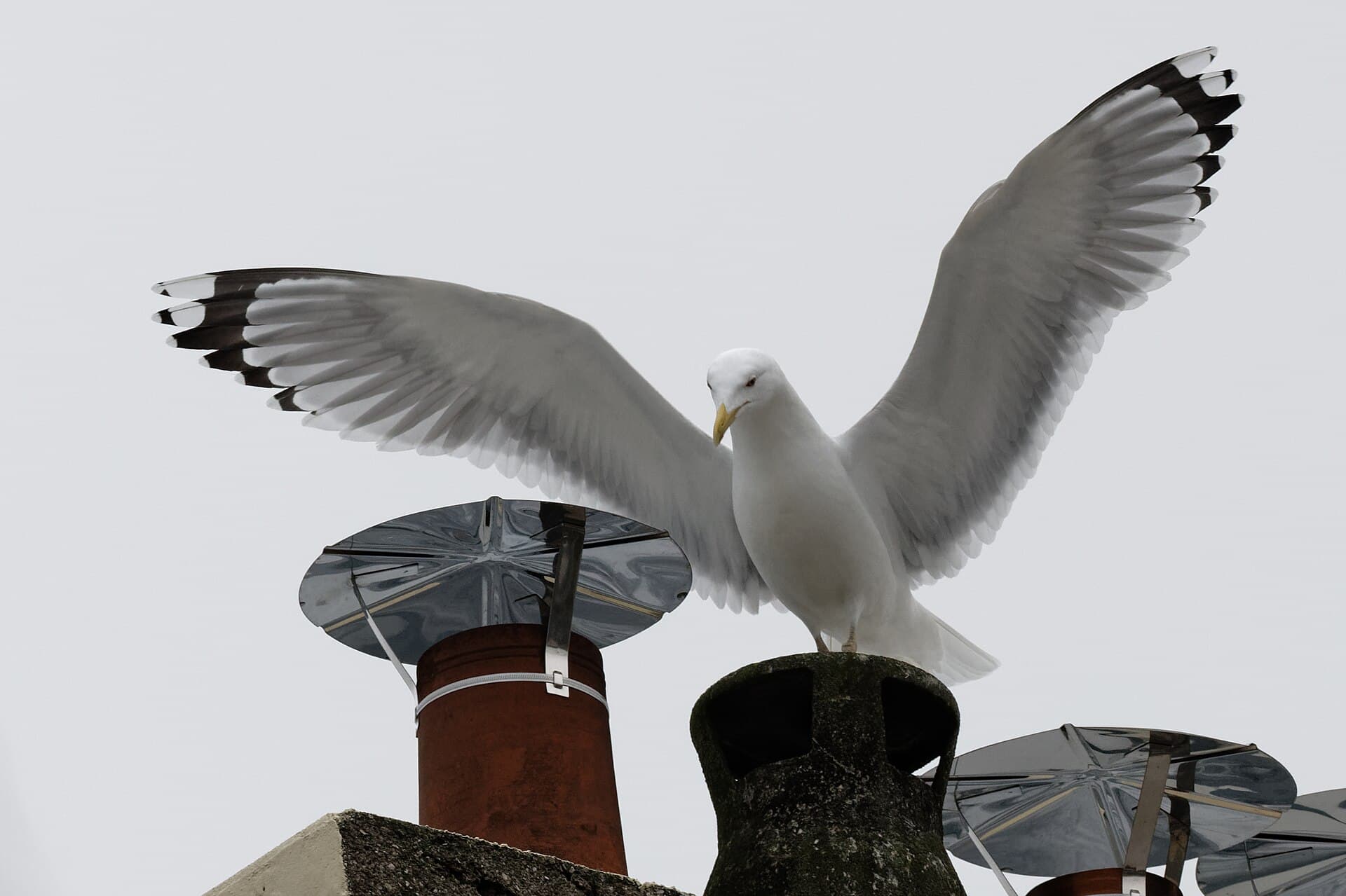 Geelpootmeeuw (Larus cachinnans) - Larus cachinnans PKNX 20181230 t103206