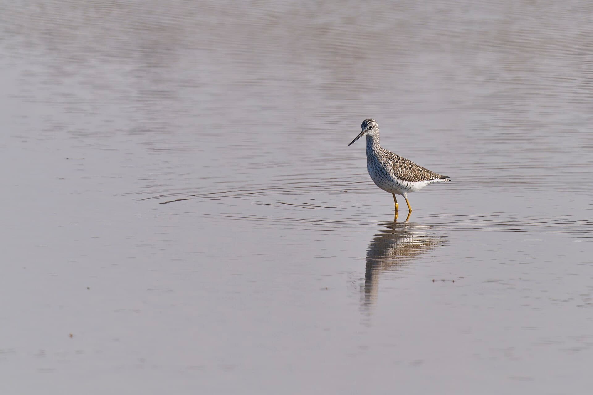 Geelpootruiter (Tringa melanoleuca) - 20250329 greater yellowlegs hammonassett beach sp PD203888