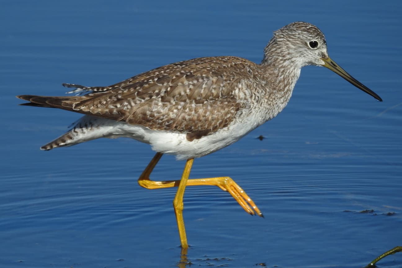 Geelpootruiter (Tringa melanoleuca) - Greater Yellowlegs JG