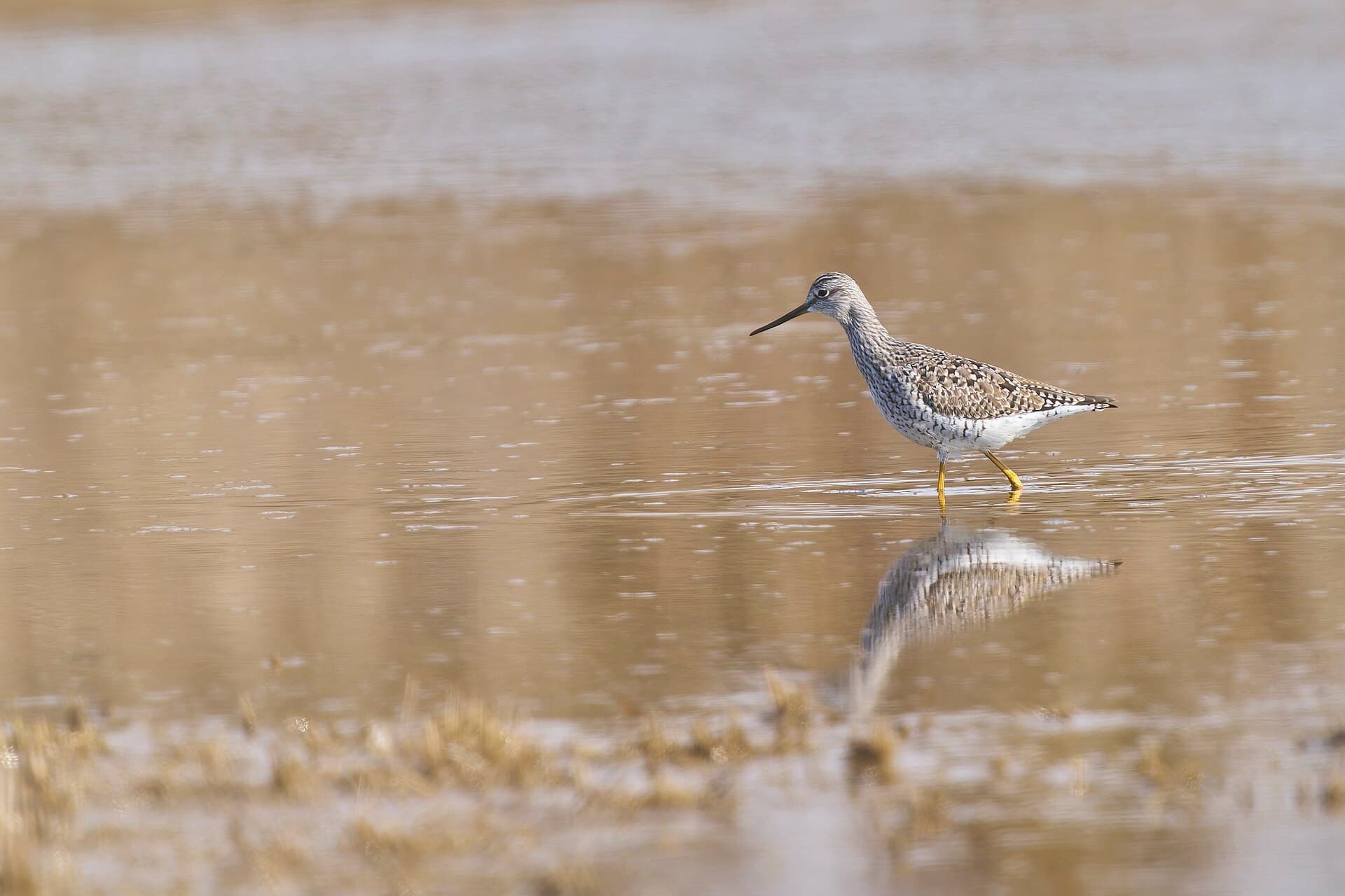 Geelpootruiter (Tringa melanoleuca) - 20250329 greater yellowlegs hammonassett beach sp PD203906