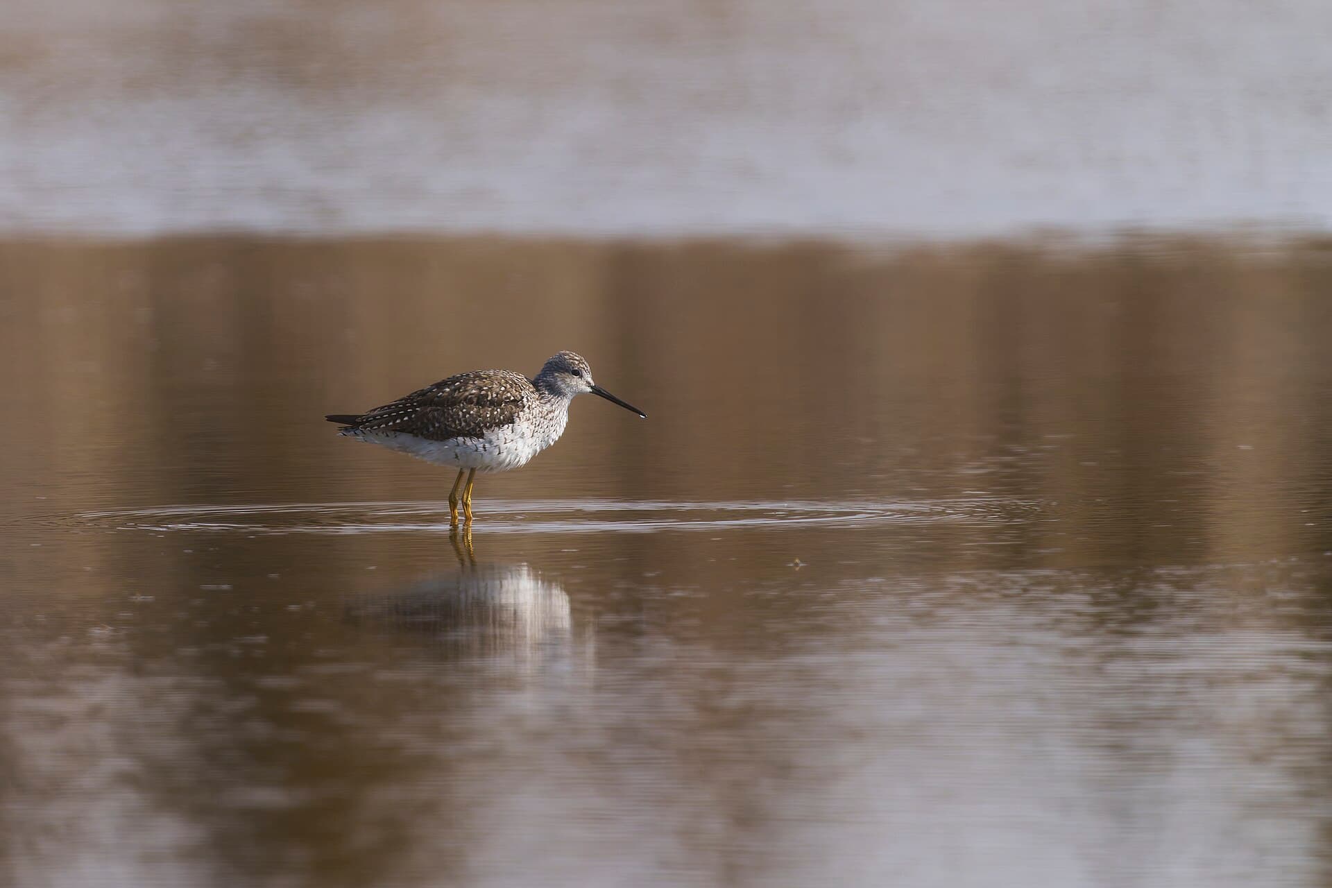 Geelpootruiter (Tringa melanoleuca) - 20250329 greater yellowlegs hammonassett sp PD203917