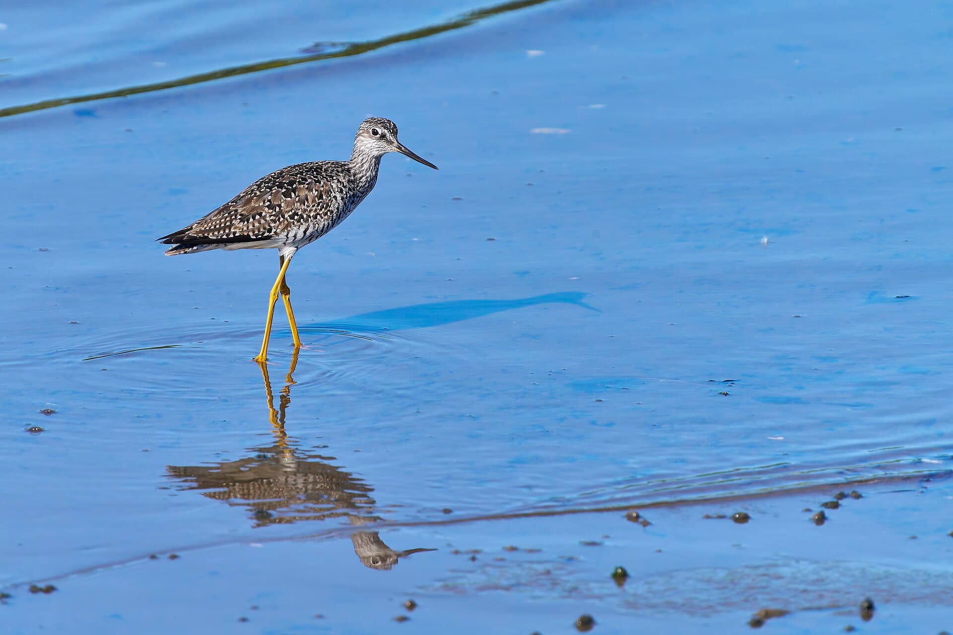 Geelpootruiter (Tringa melanoleuca) - 20250526 greater yellowlegs long wharf PD203314