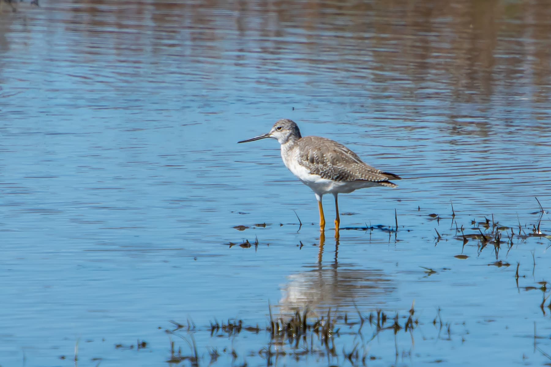Geelpootruiter (Tringa melanoleuca) - Tringa melanoleuca 175070594