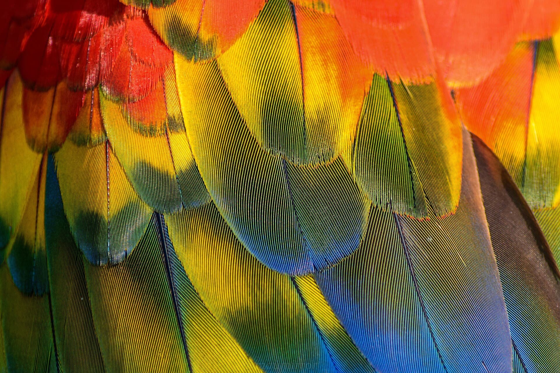 Geelvleugelara (Ara macao) - Colores, plumas,aves