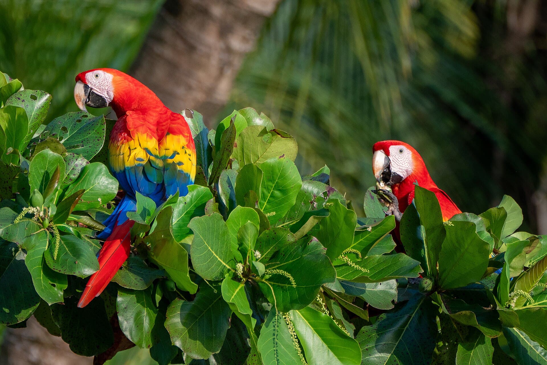 Geelvleugelara (Ara macao) - Scarlet Macaws at Uvita Beach, Costa Rica 03