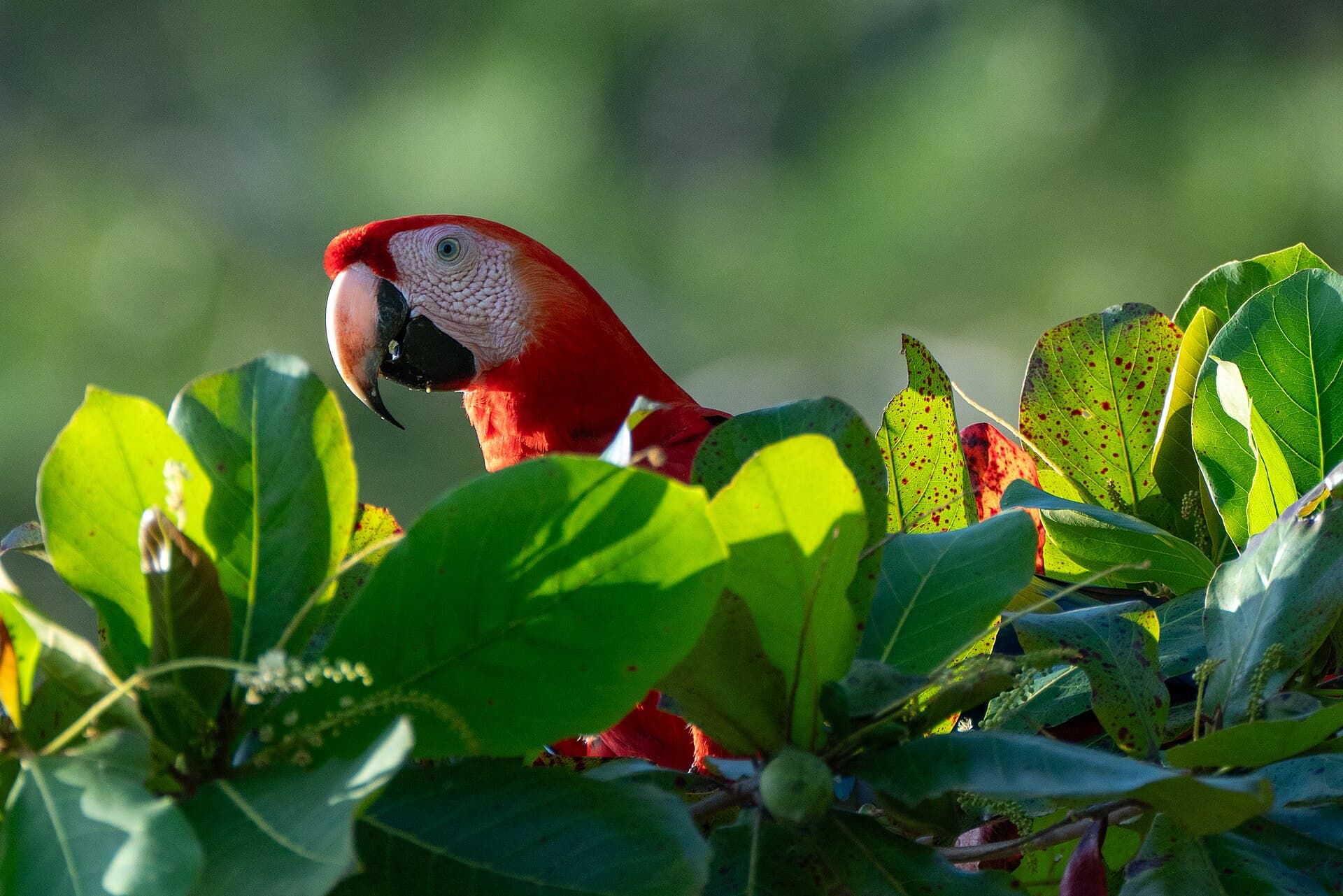 Geelvleugelara (Ara macao) - Scarlet Macaws at Uvita Beach, Costa Rica 02