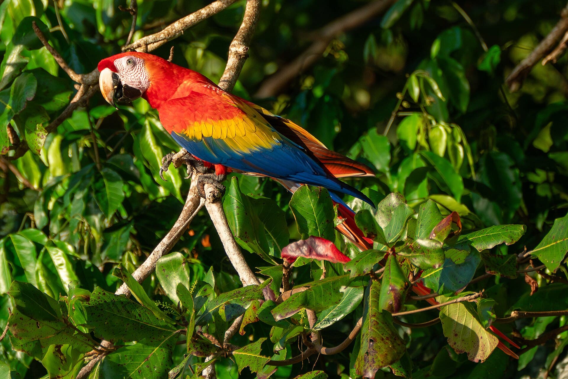 Geelvleugelara (Ara macao) - Scarlet Macaws at Uvita Beach, Costa Rica 01