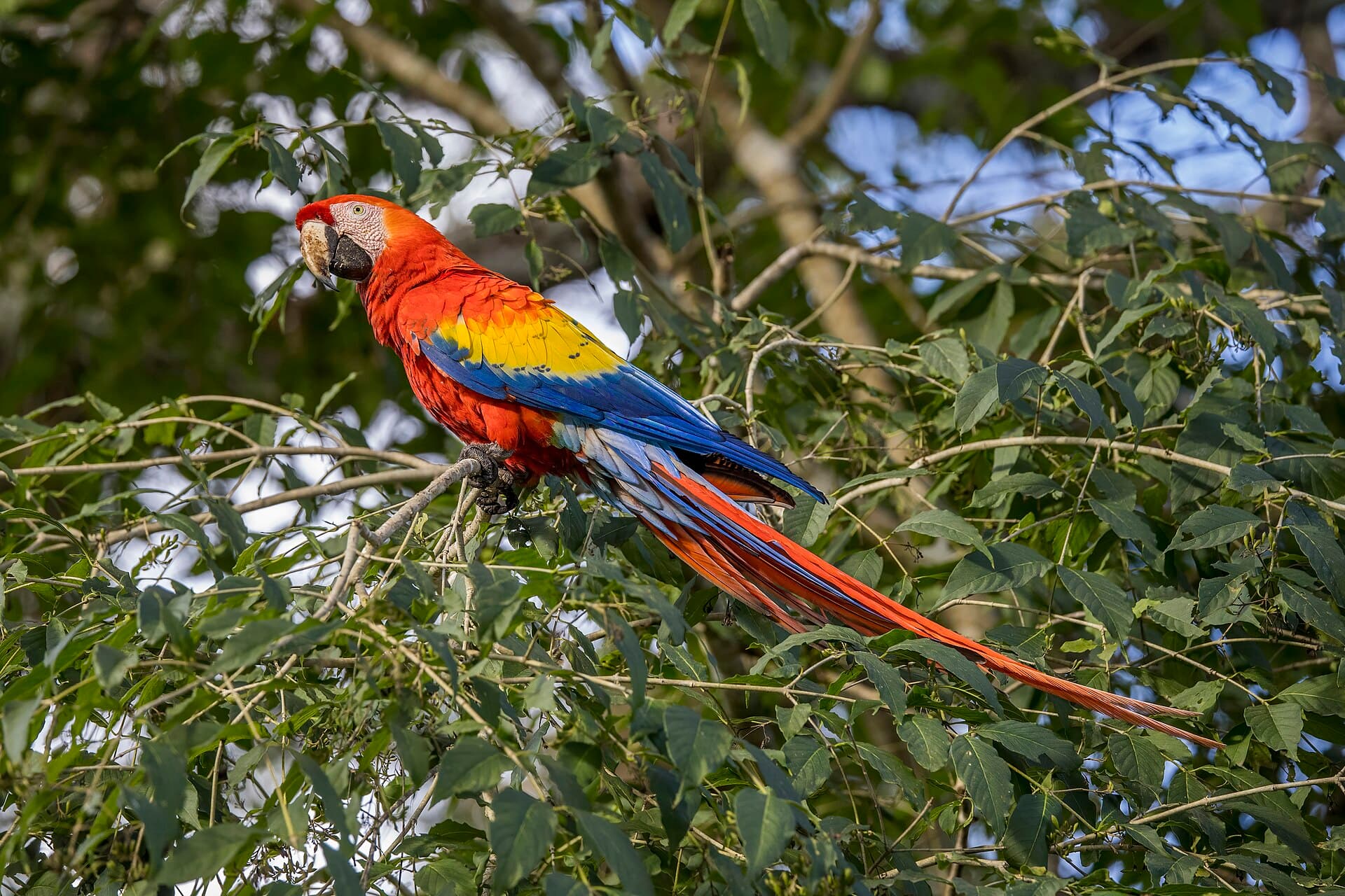 Geelvleugelara (Ara macao) - Scarlet macaw (Ara macao cyanopterus) Copan