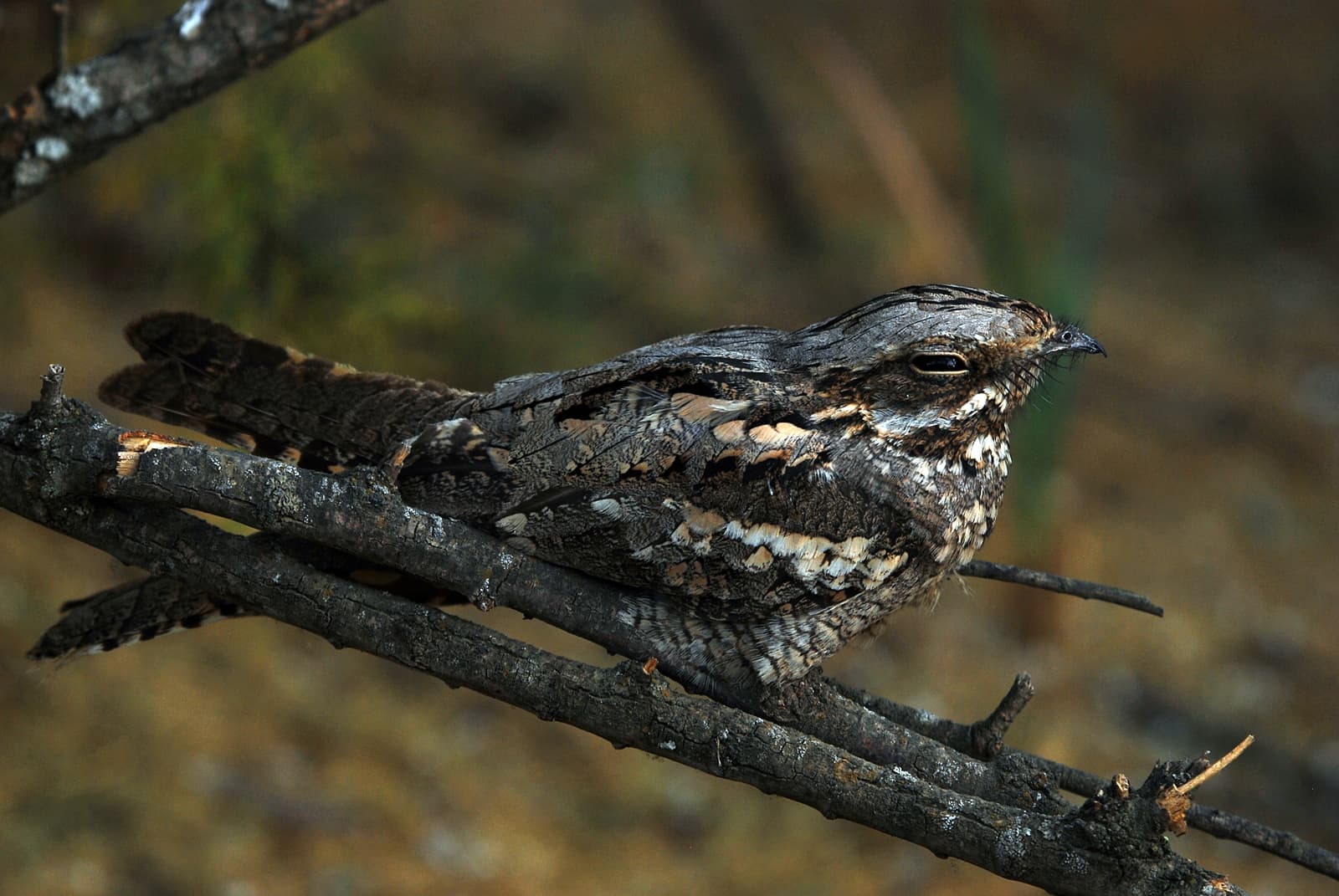 Geitenmelker (Caprimulgus europaeus) - Şivanxapînok