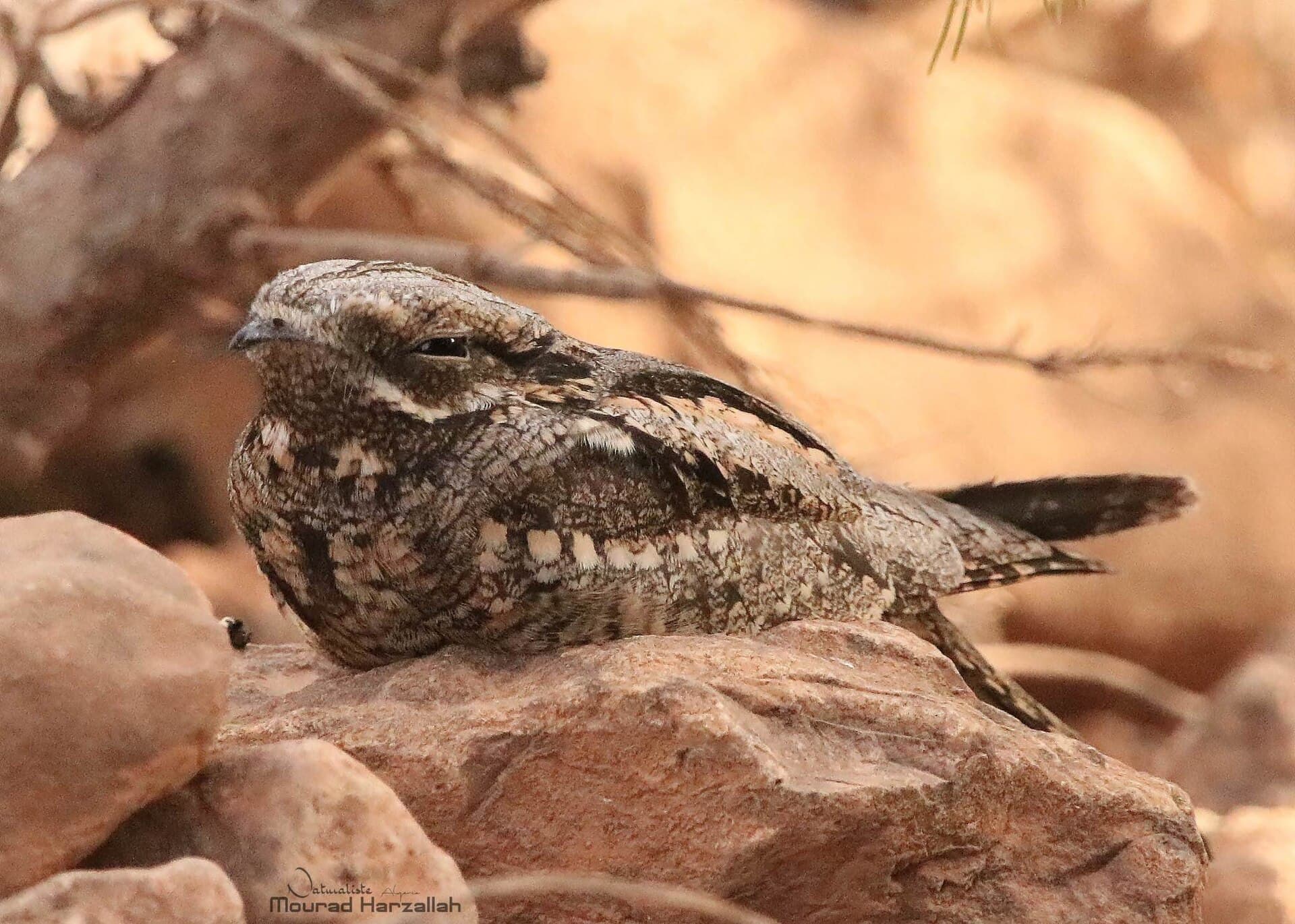 Geitenmelker (Caprimulgus europaeus) - Eurasian nightjar (Caprimulgus europaeus) in Algeria