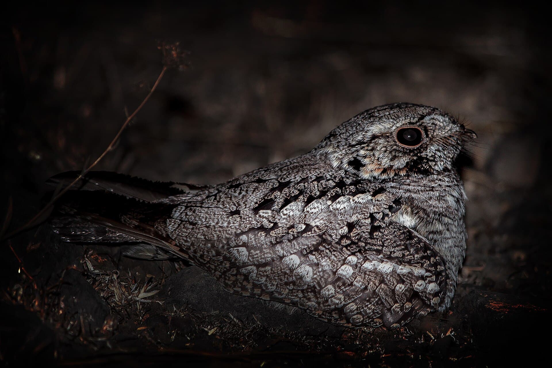 Geitenmelker (Caprimulgus europaeus) - Nightjar Bird 1