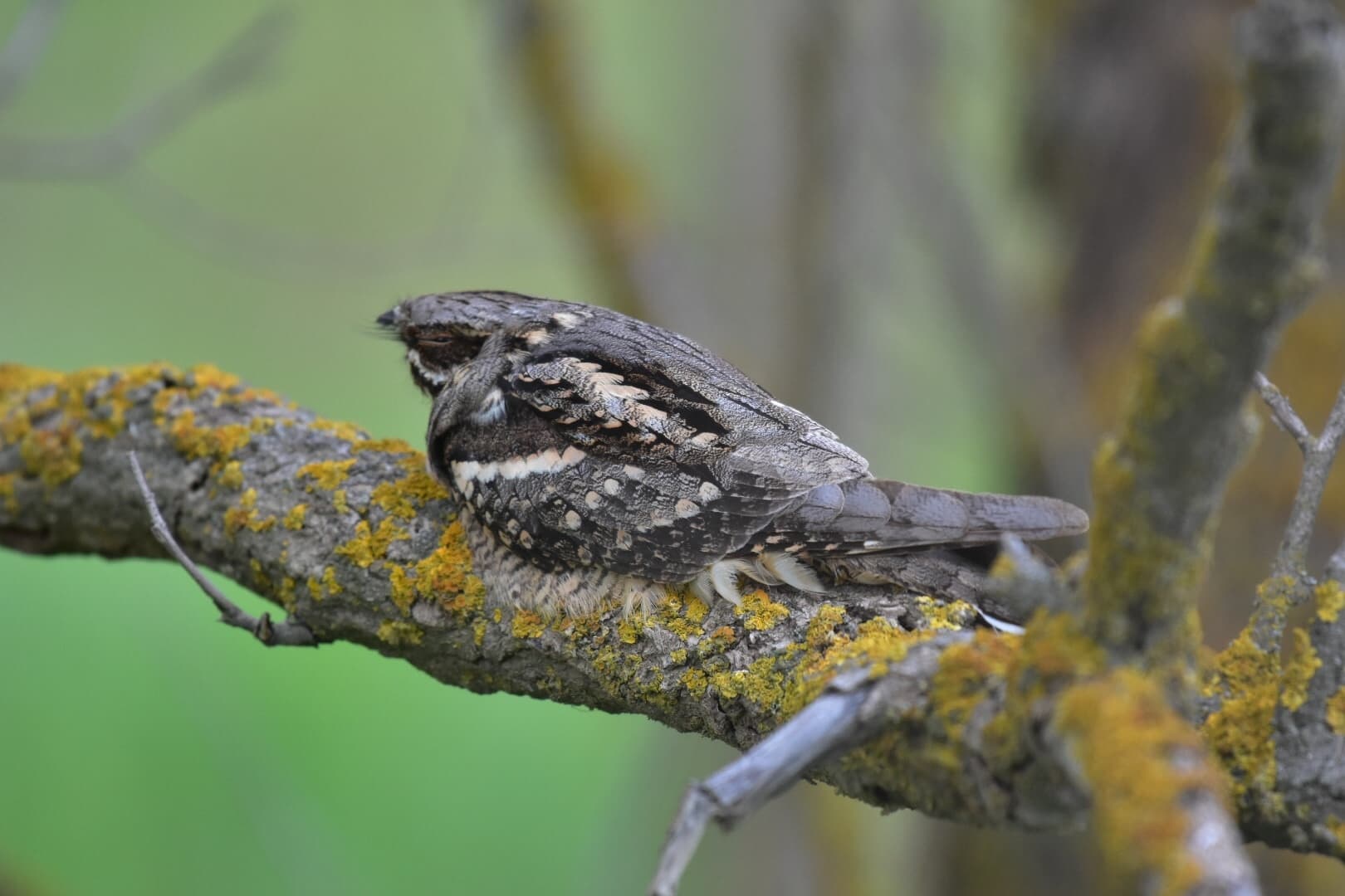 Geitenmelker (Caprimulgus europaeus) - Caprimulgus europaeus by tcager