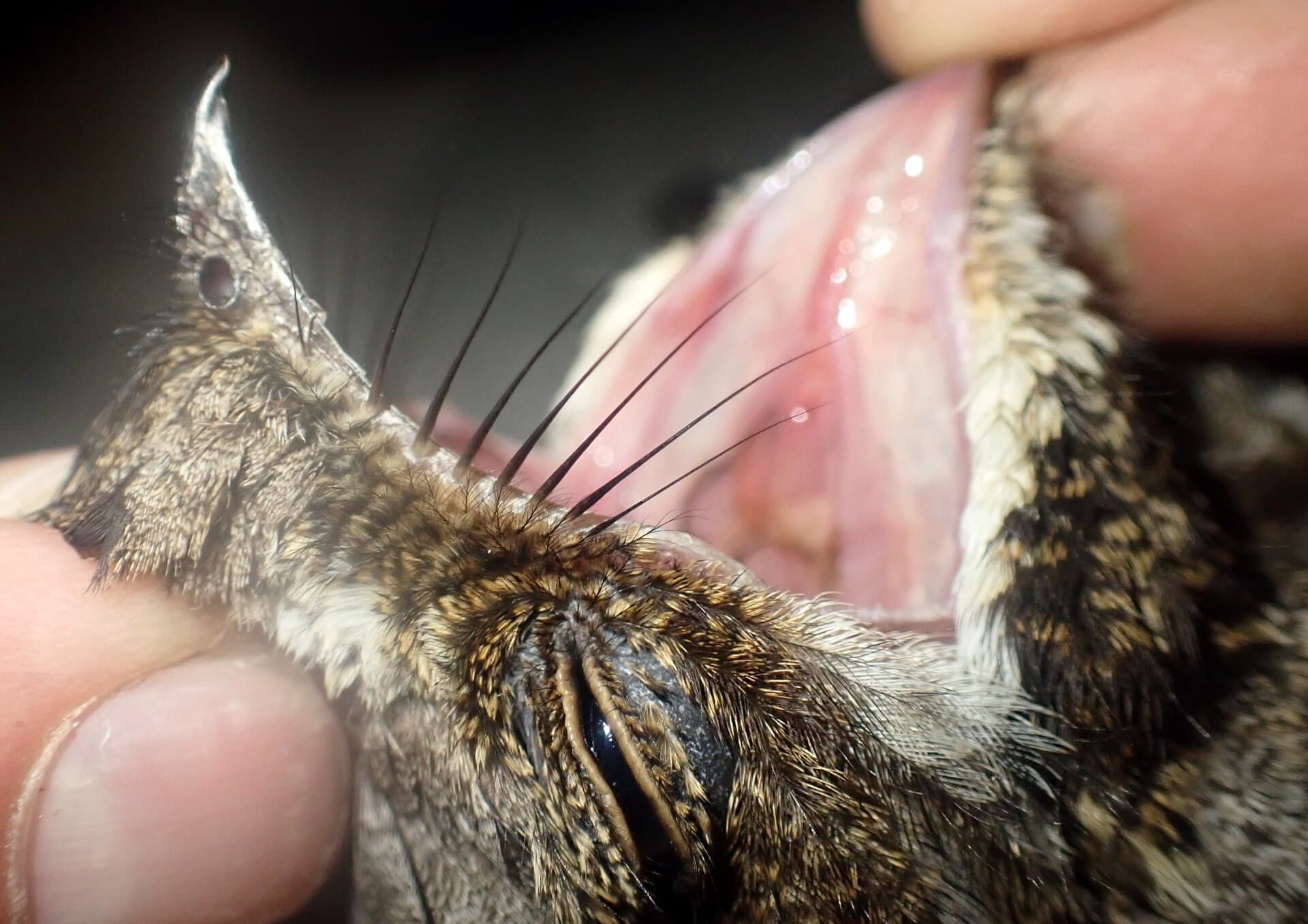 Geitenmelker (Caprimulgus europaeus) - Caprimulgus europaeus by thomas--