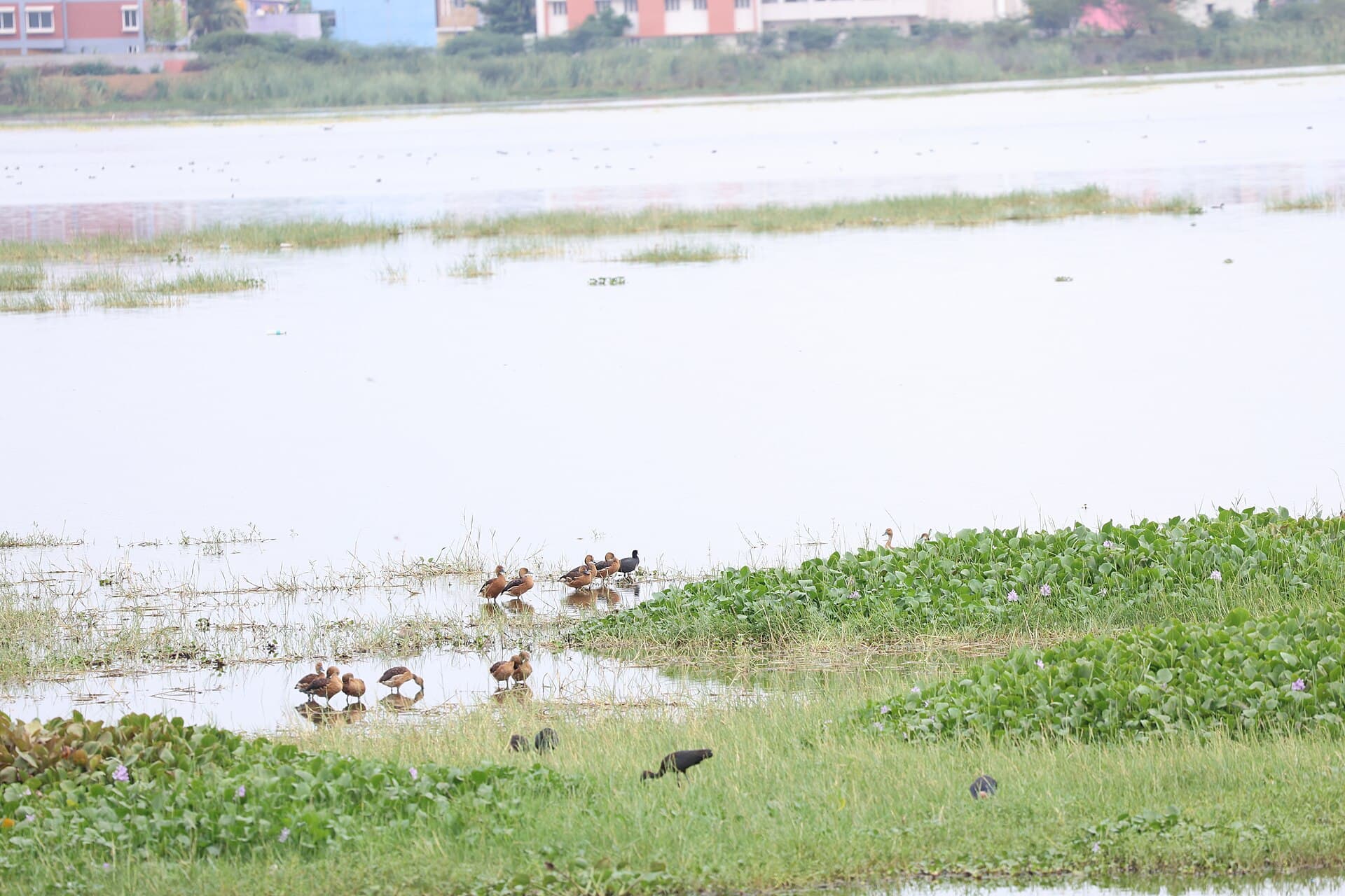 Gele fluiteend (Dendrocygna bicolor) - Fulvous Whistling Duck 01