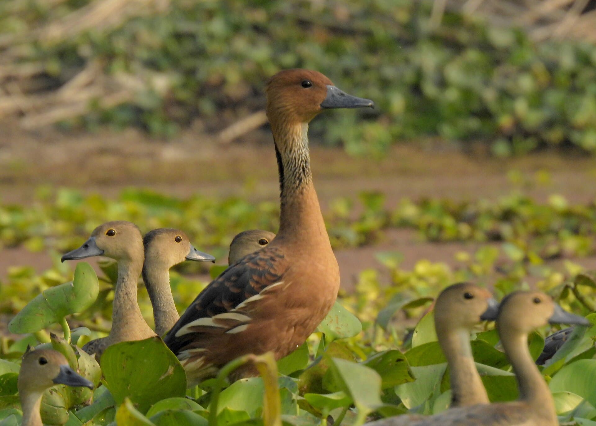 Gele fluiteend (Dendrocygna bicolor) - Fulvous Whistling-Duck by Tisha Mukherjee 01
