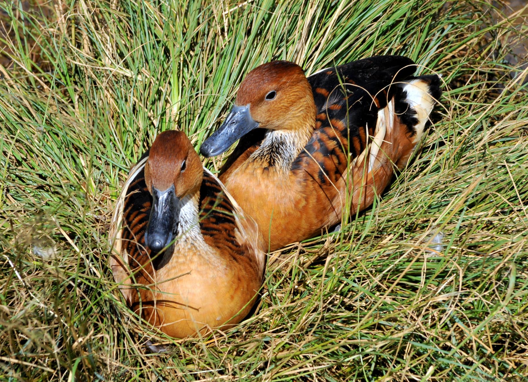 Gele fluiteend (Dendrocygna bicolor) - Marrecas-caneleiras - Dendrocygna bicolor