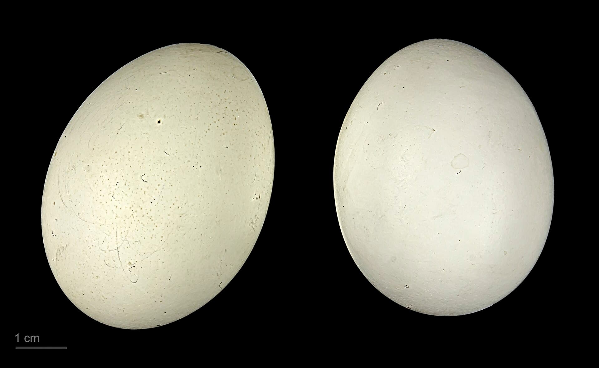 Gele fluiteend (Dendrocygna bicolor) - Dendrocygna bicolor MHNT.ZOO.2010.11.34.6