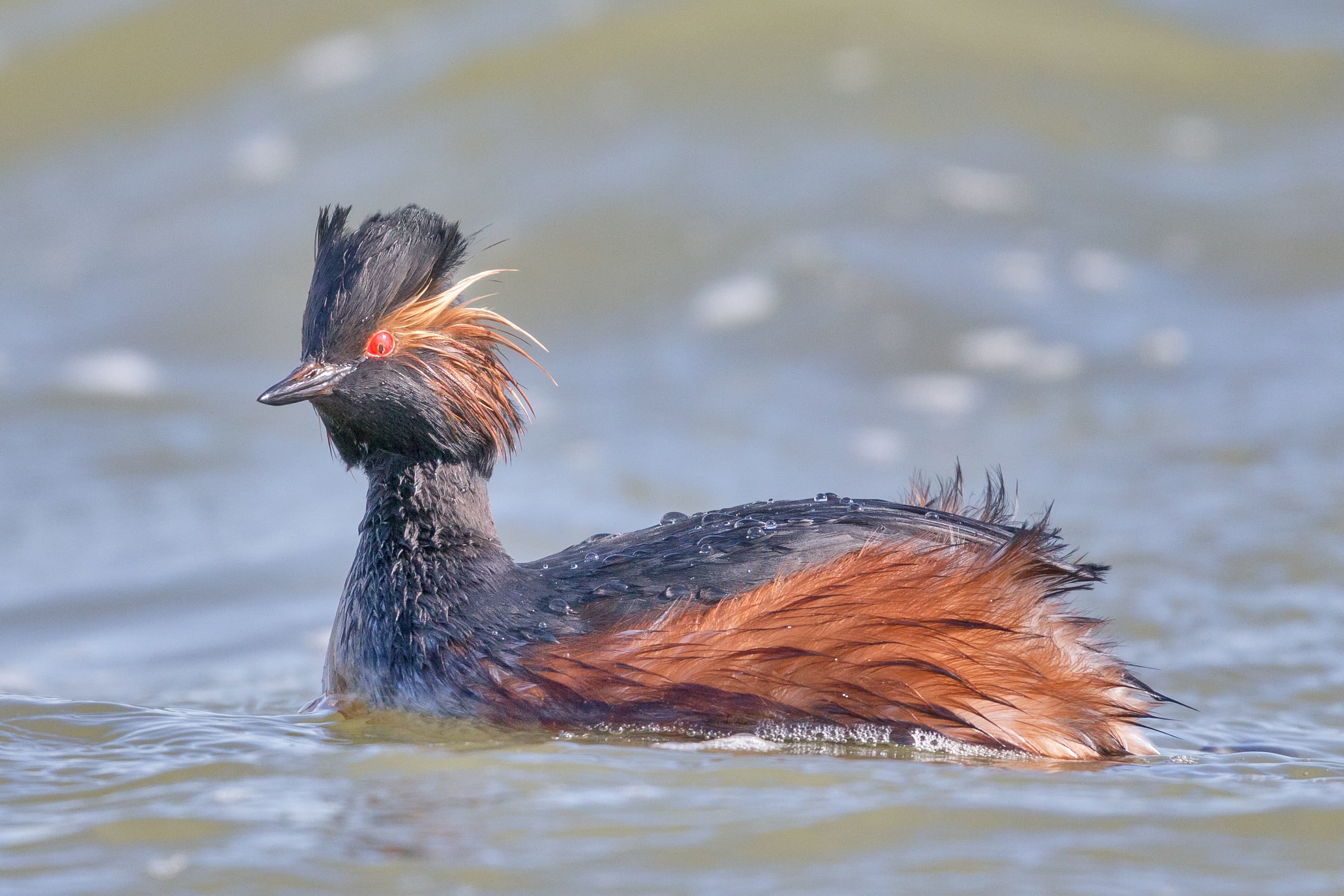 Geoorde Fuut (Podiceps nigricollis) - Black-necked Grebe Schwarzhalstaucher