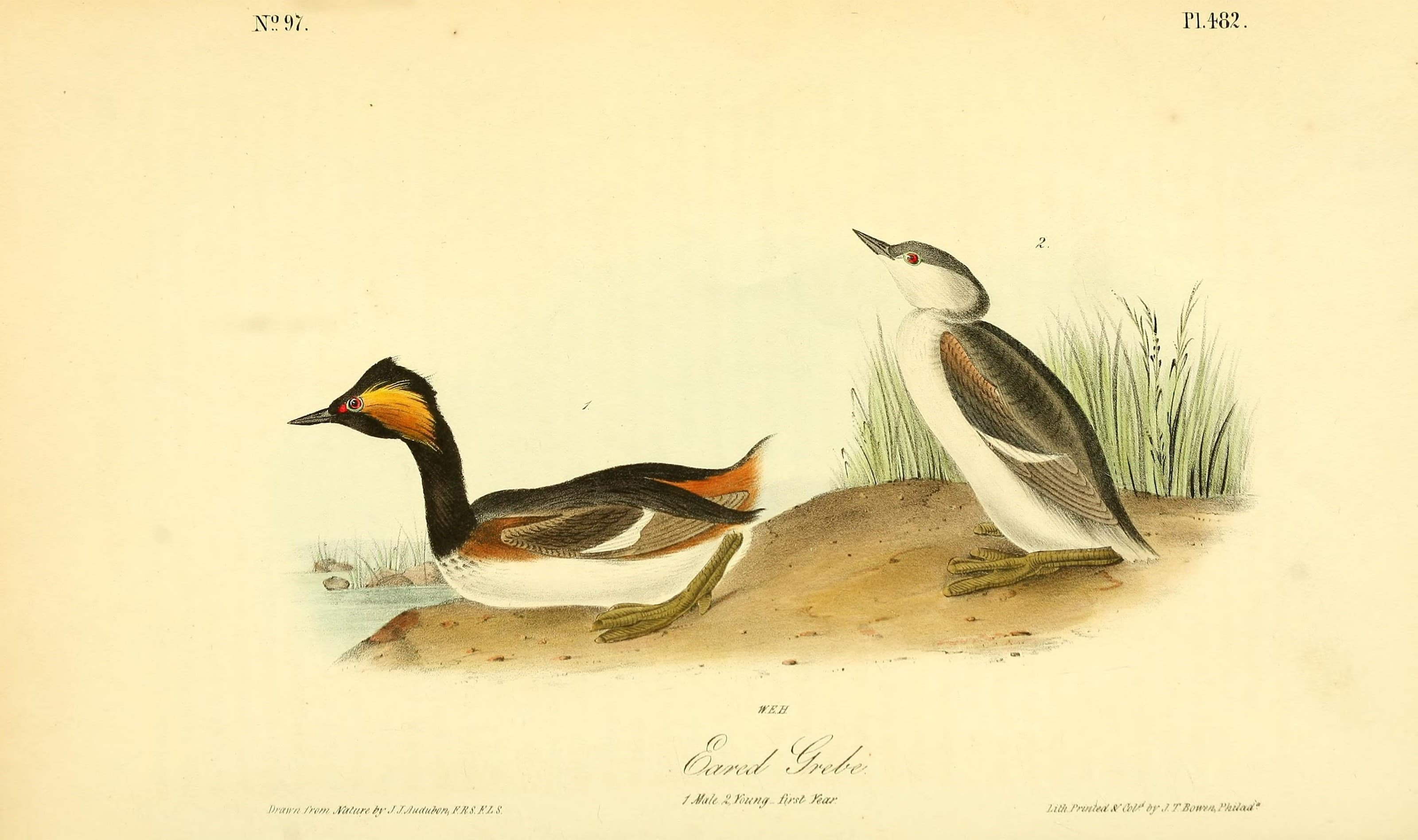 Geoorde Fuut (Podiceps nigricollis) - The birds of America (Pl. 482) (8595333210)