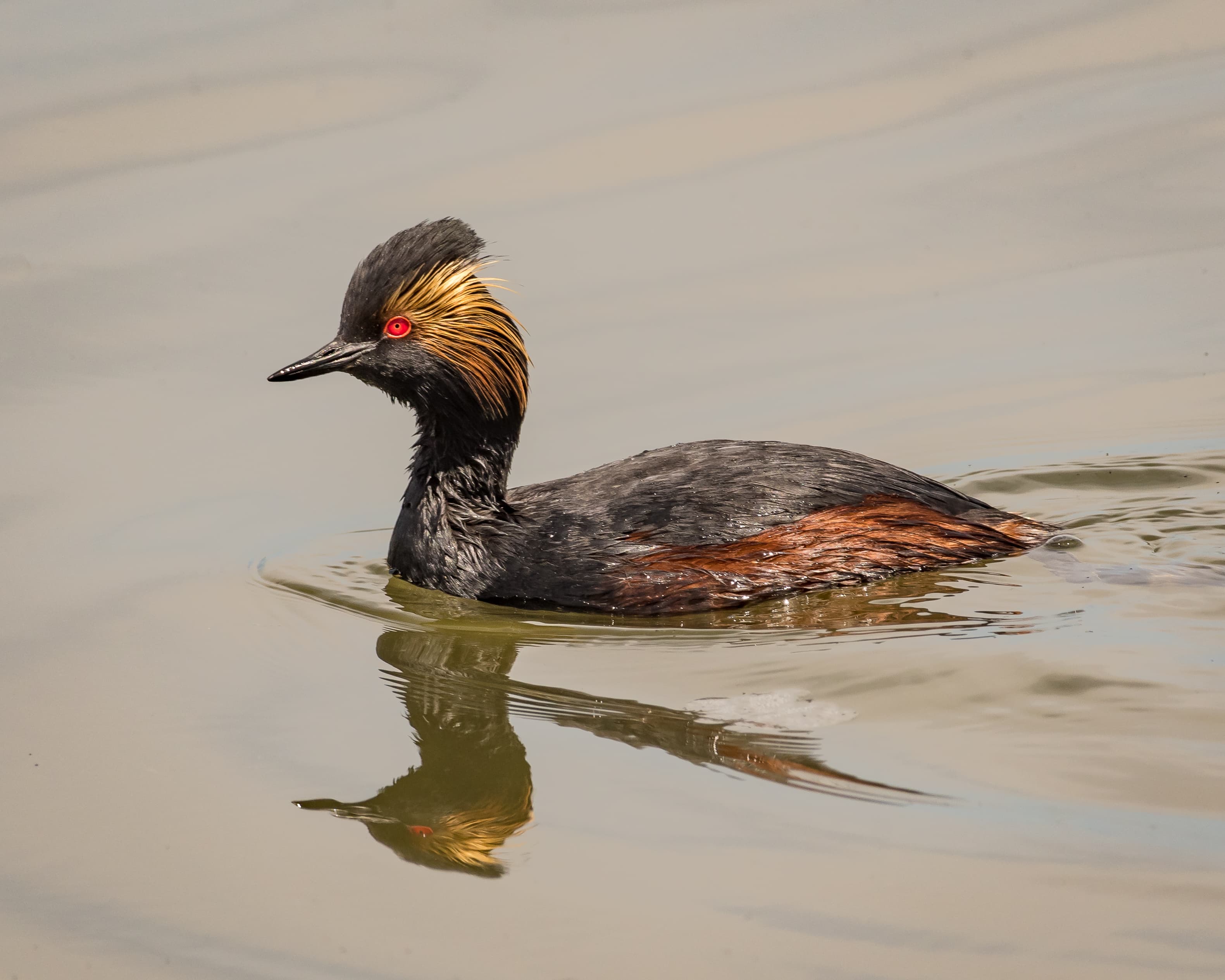 Geoorde Fuut (Podiceps nigricollis) - Eared Grebe, breeding plumage (33774036404)