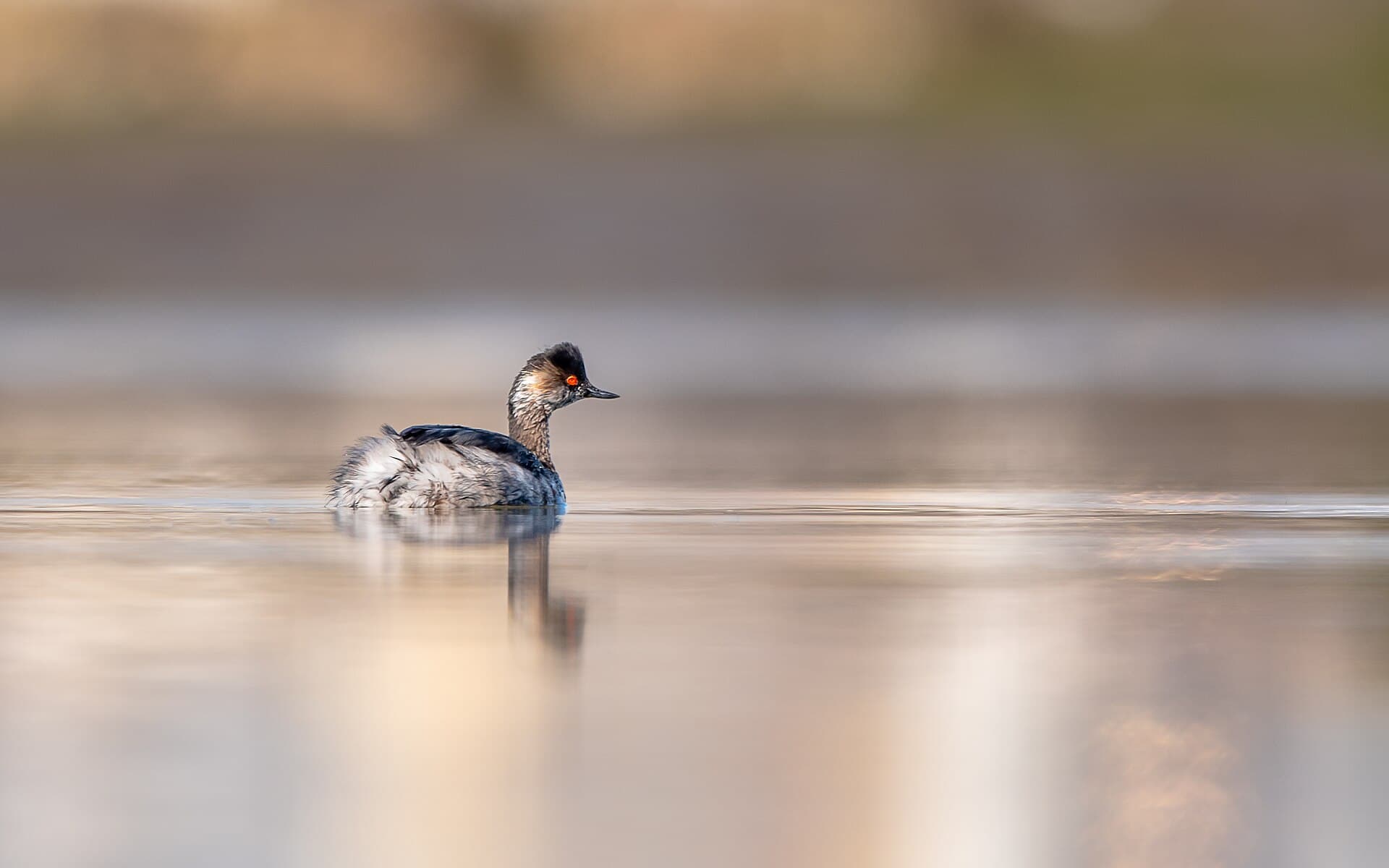 Geoorde Fuut (Podiceps nigricollis) - Mergulhão-de-pescoço-preto