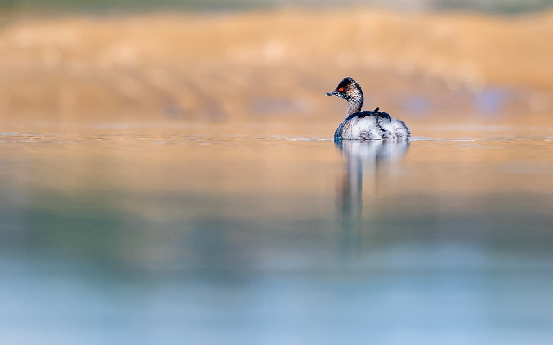 Geoorde Fuut (Podiceps nigricollis) - O mergulhão que vem do norte