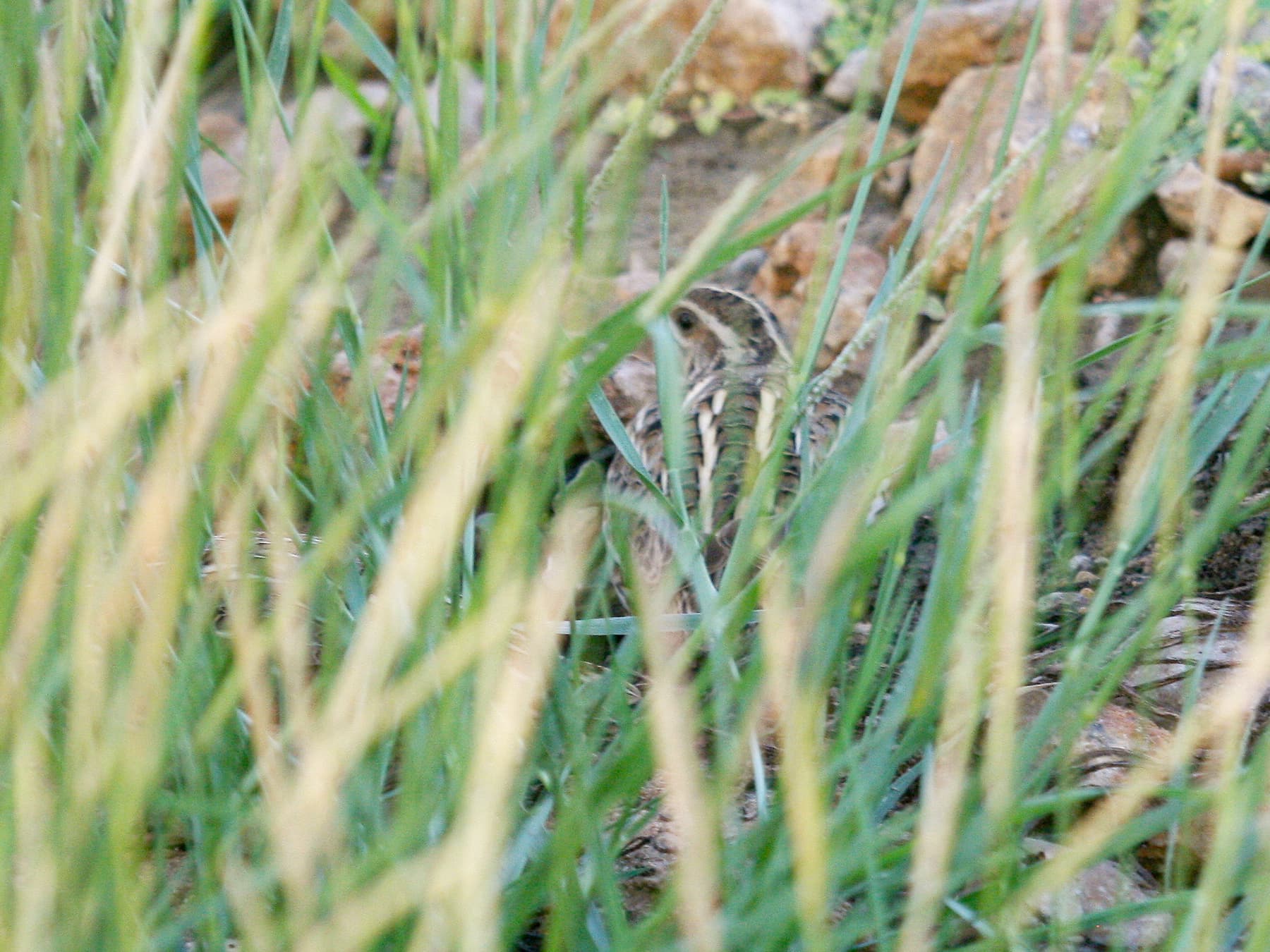Gewone kwartel (Coturnix coturnix) - Coturnix coturnix, Shati Al Qurum, Muscat, Oman 1