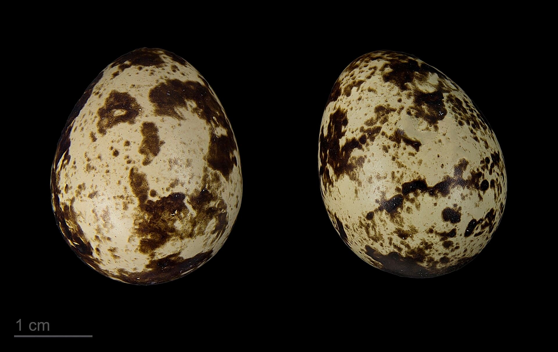 Gewone kwartel (Coturnix coturnix) - Coturnix coturnix confisa MHNT.ZOO.2010.11.7.1