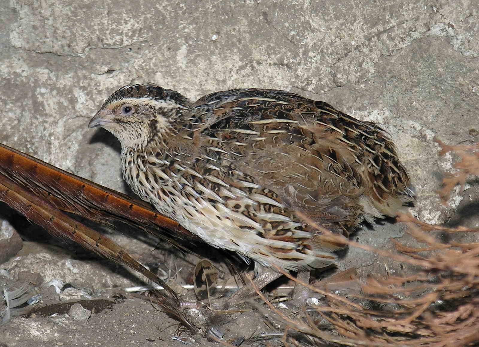 Gewone kwartel (Coturnix coturnix) - Coturnix coturnix (Lmbuga)