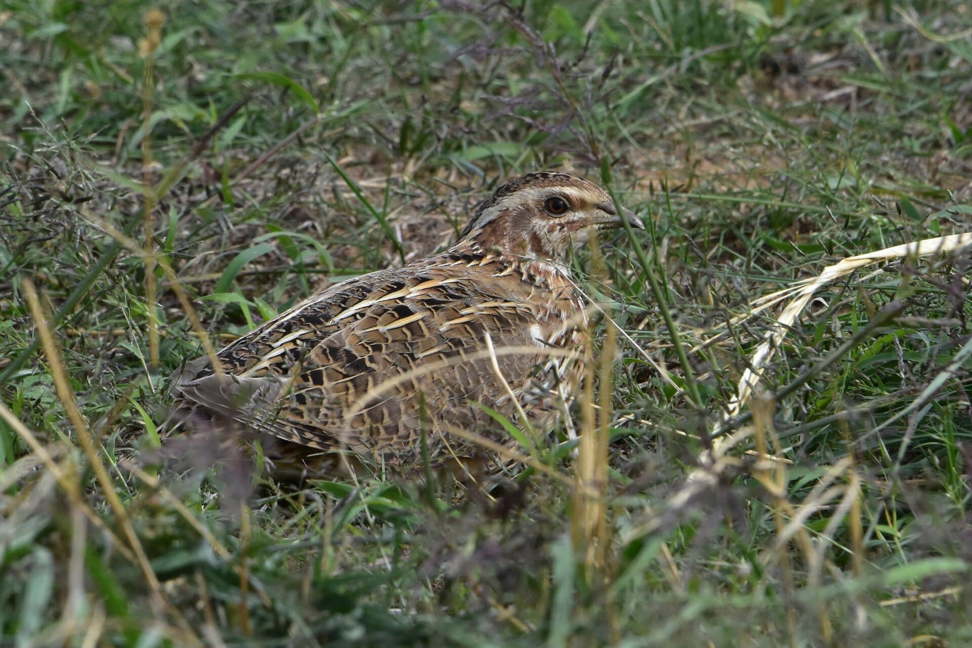 Gewone kwartel (Coturnix coturnix) - Coturnix coturnix, Chernozemelsky, Kalmykia Republic, Russia 1