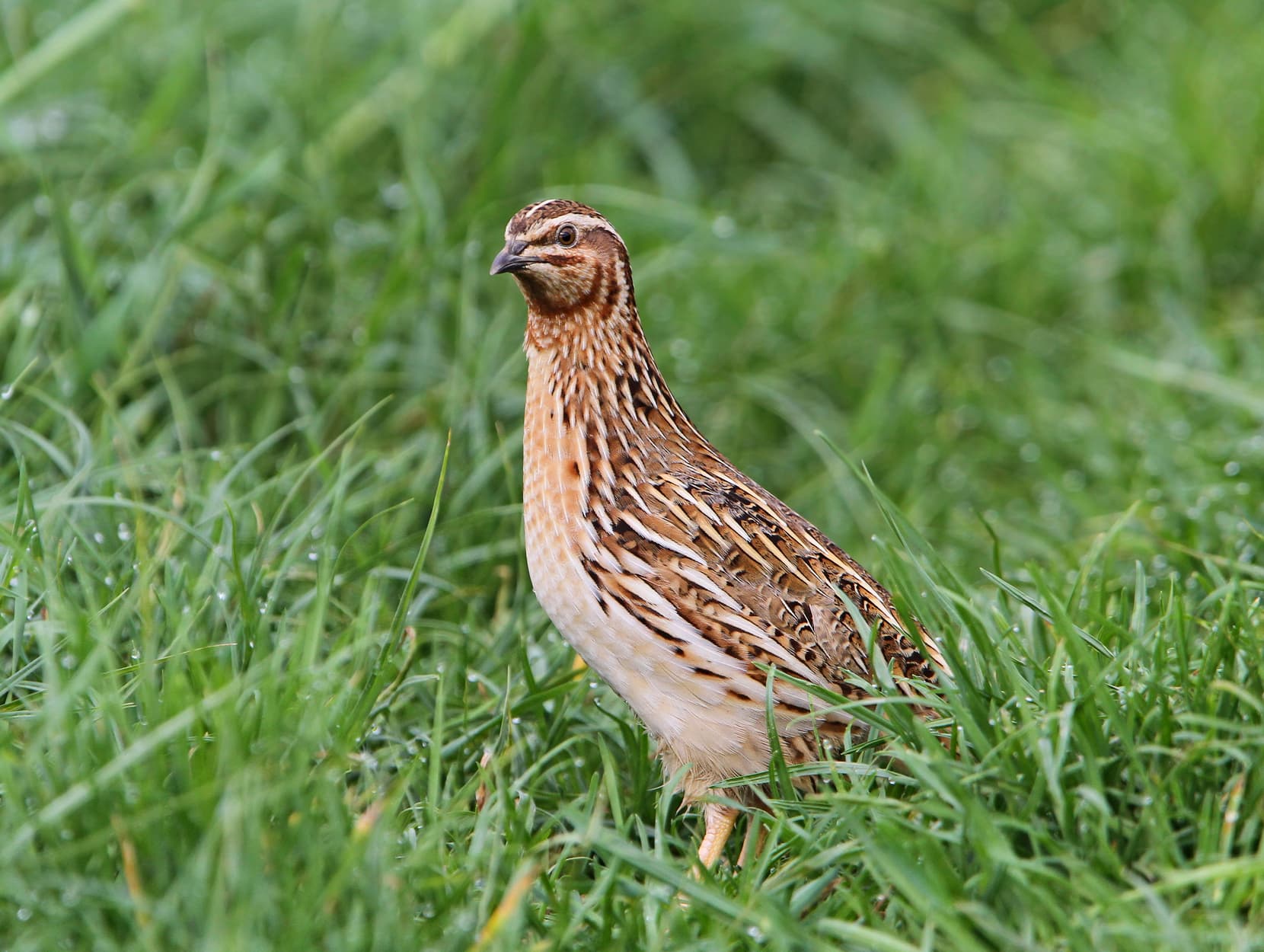 Gewone kwartel (Coturnix coturnix) - Coturnix coturnix, Fraunberg, Bayern, Deutschland 1