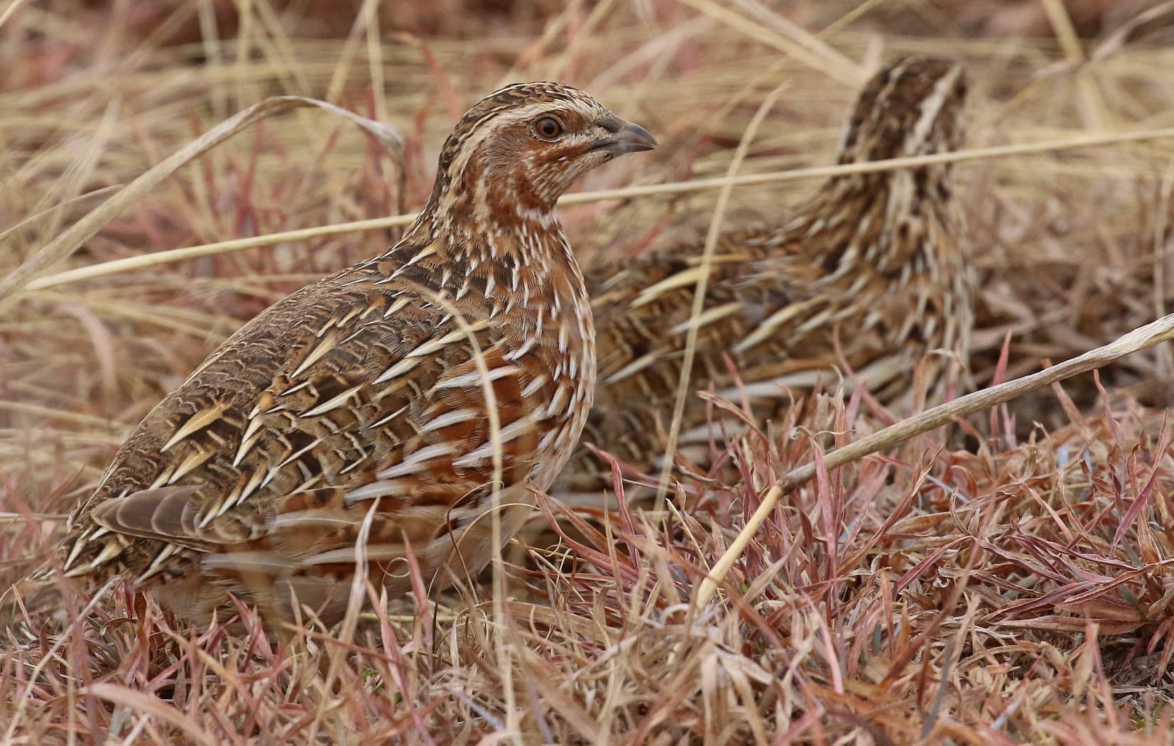 Gewone kwartel (Coturnix coturnix) - Coturnix coturnix, Somerset East District, Eastern Cape, South Africa 1