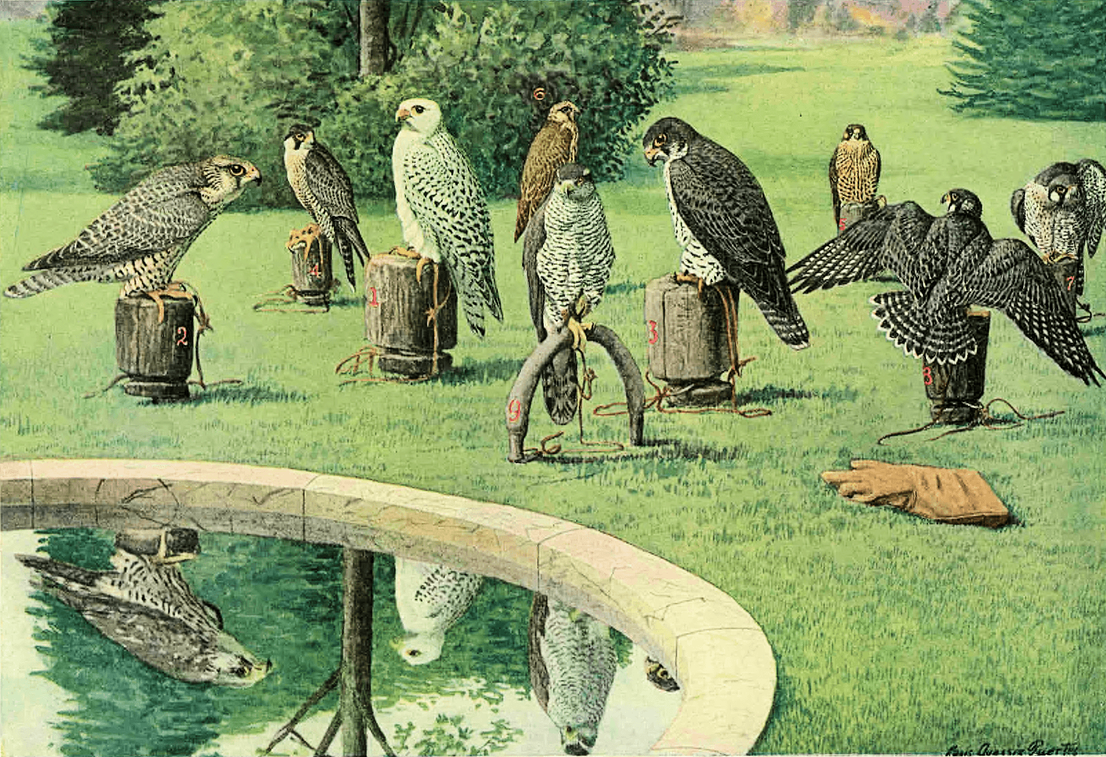 Giervalk (Falco rusticolus) - Falcons weathering - Nat Geo Dec 1920