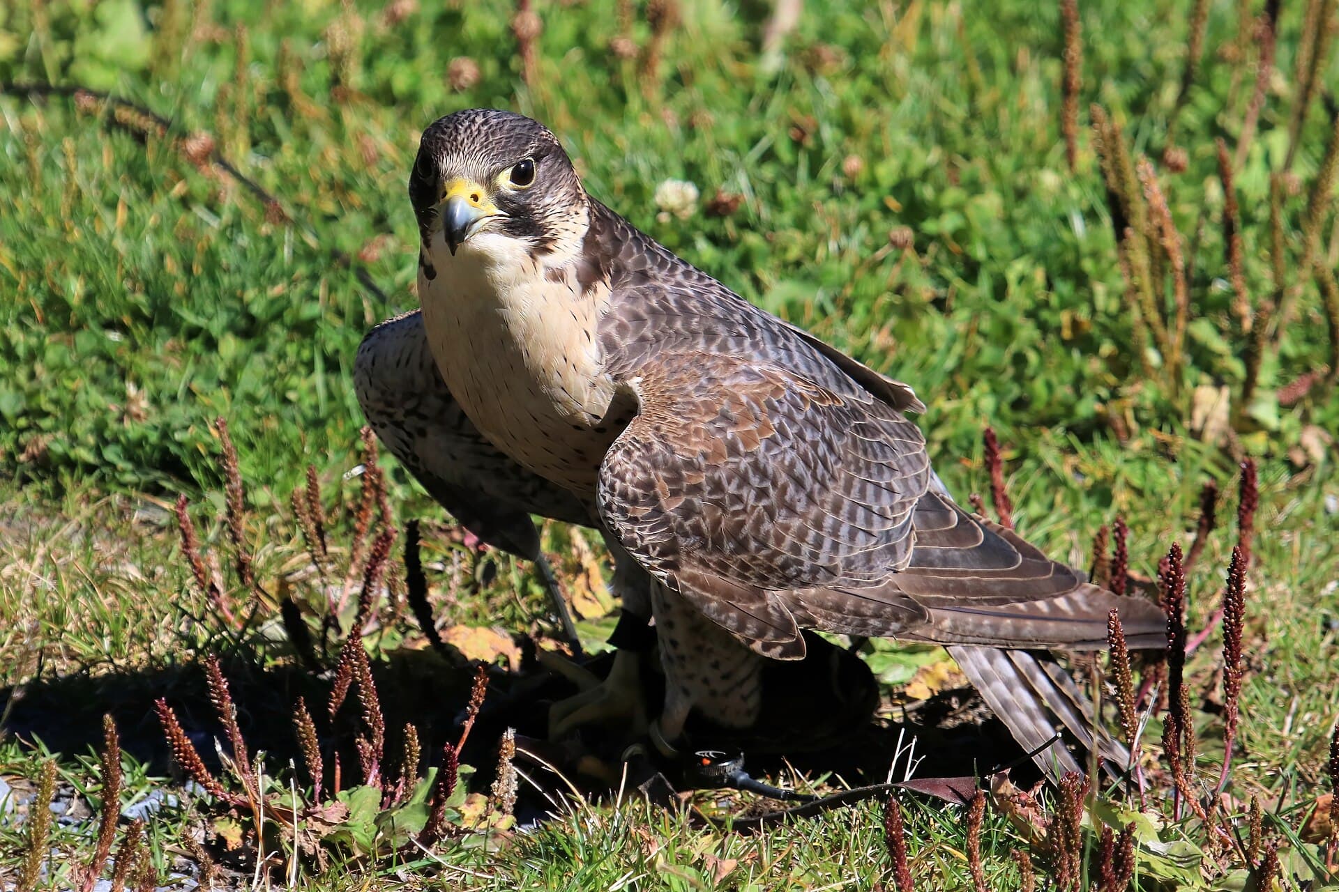 Giervalk (Falco rusticolus) - Peregrin, Gyrfalcon Crossbreed 0391