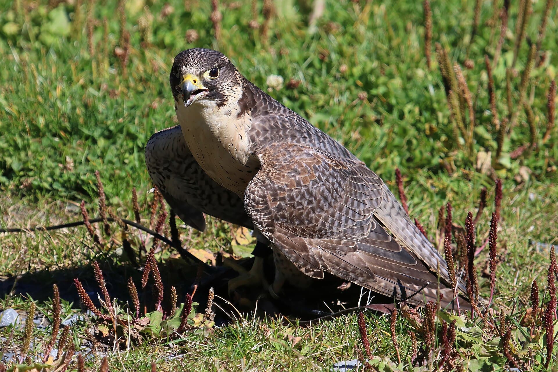 Giervalk (Falco rusticolus) - Peregrin, Gyrfalcon Crossbreed 0396