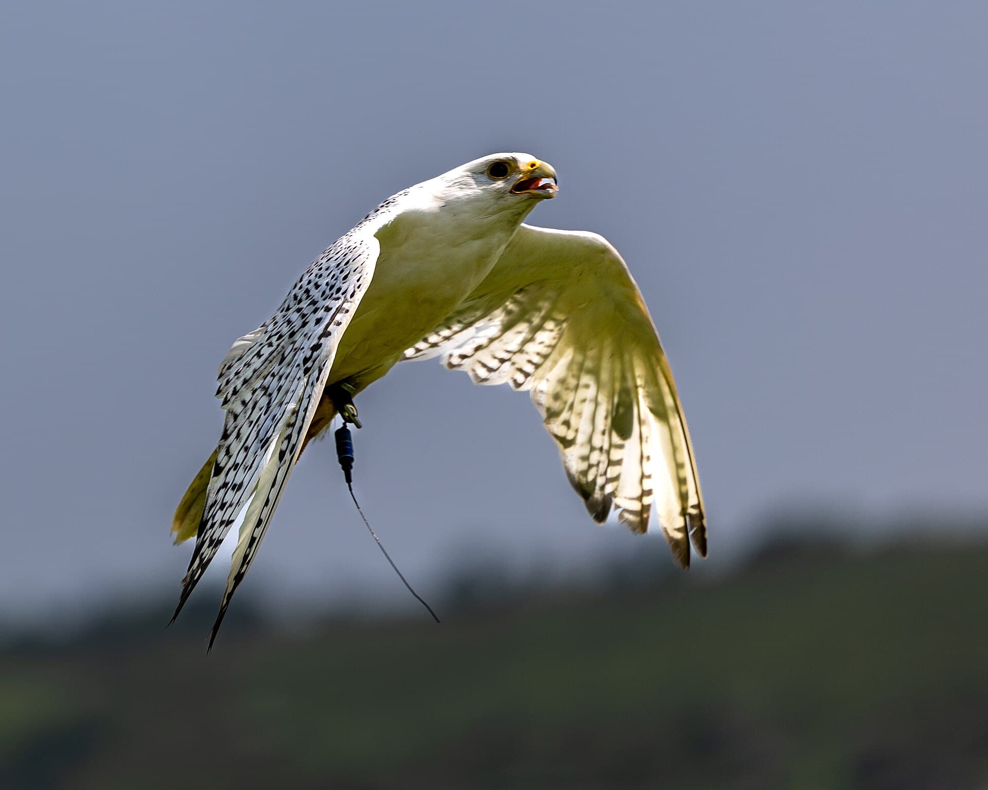 Giervalk (Falco rusticolus) - Gyrfalcon R1 2381