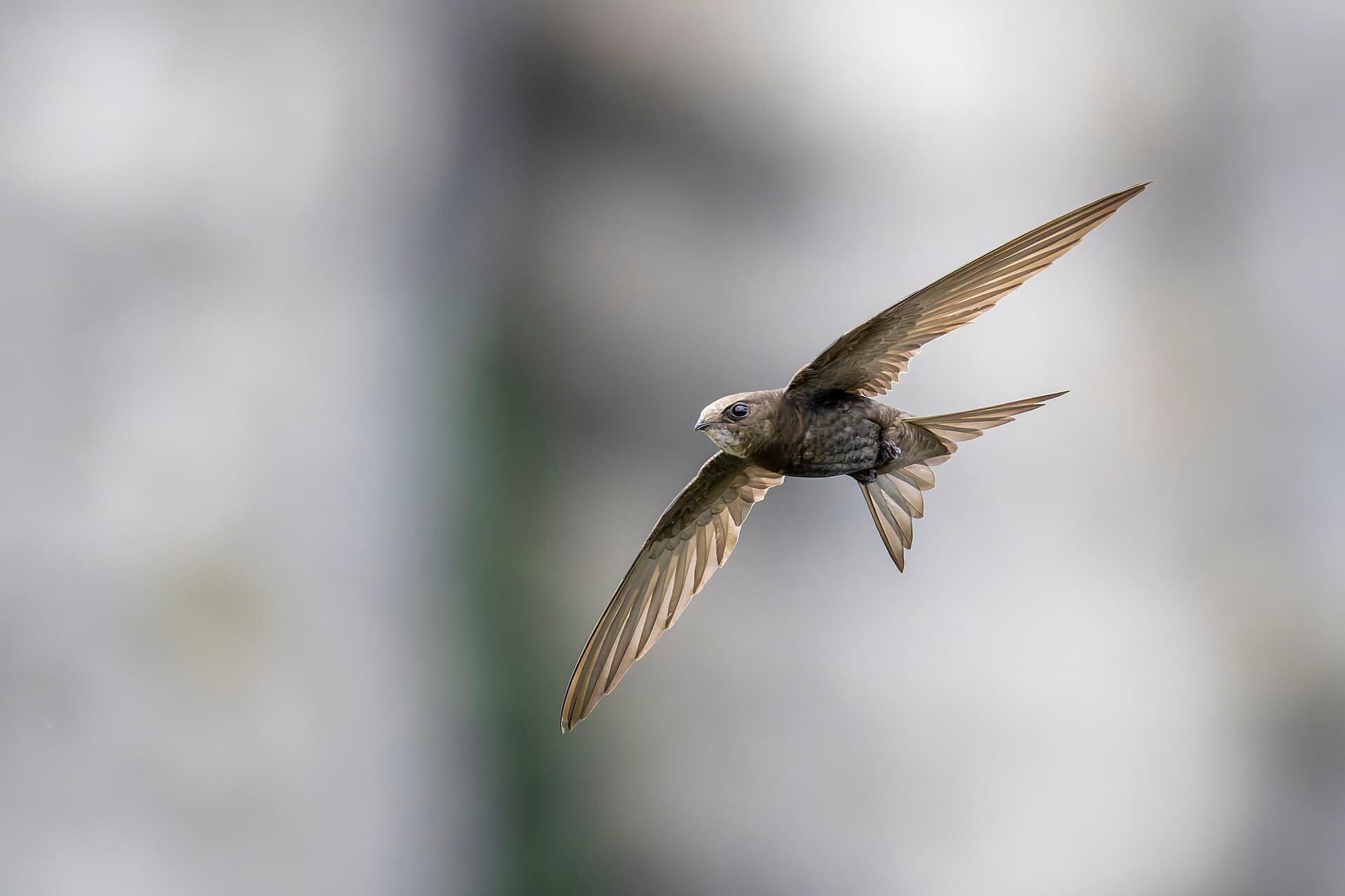 Gierzwaluw (Apus apus) - Common Swift 2025 07 18 01