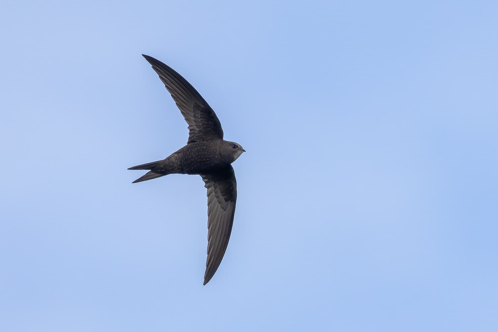 Gierzwaluw (Apus apus) - Common swift 2024 04 21