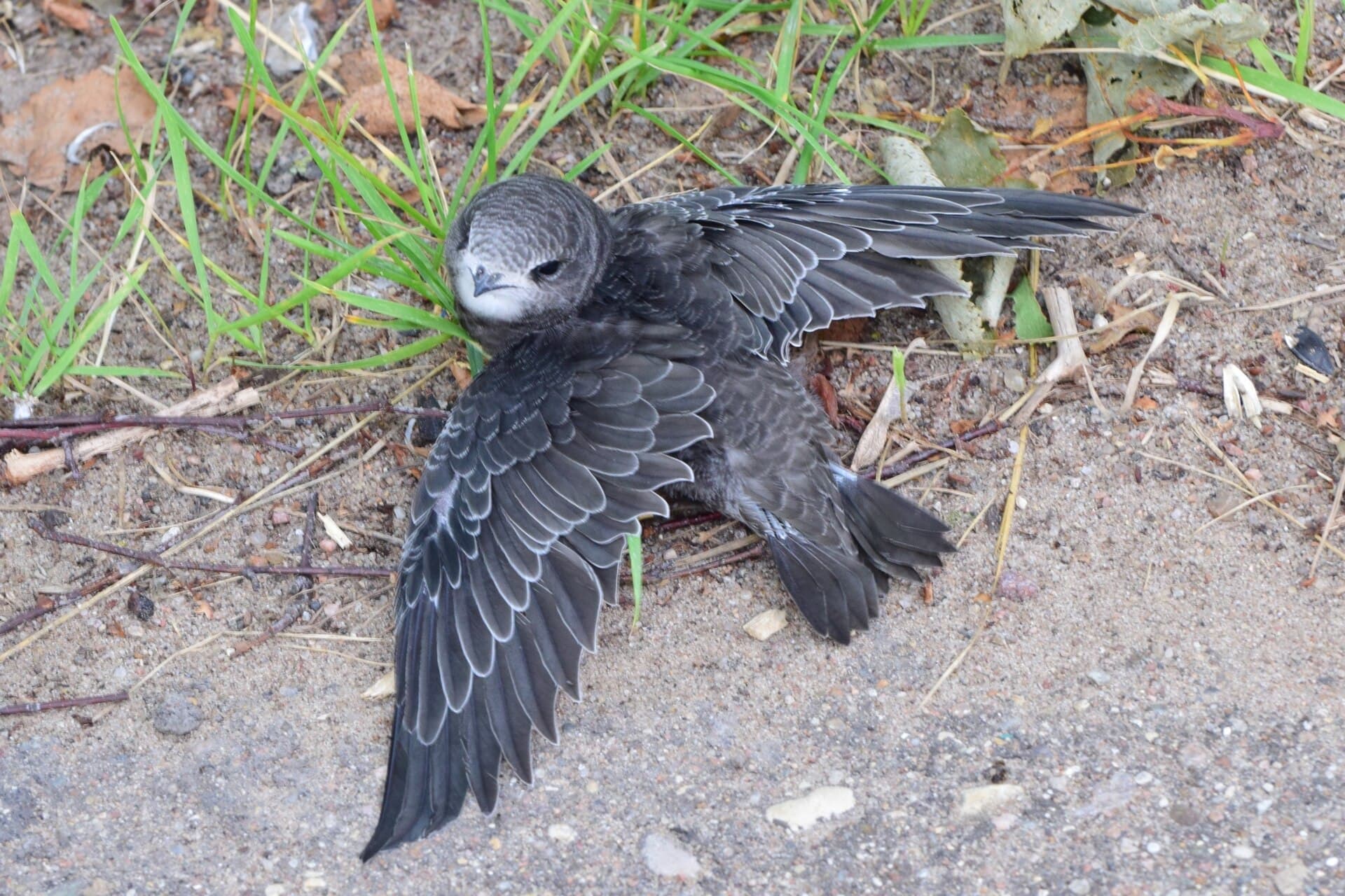 Gierzwaluw (Apus apus) - Common Swift by naturalist19358