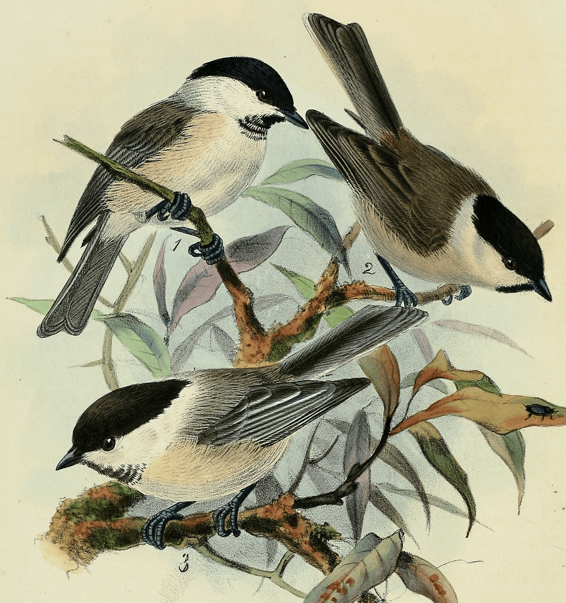 Glanskop (Poecile palustris) - Parus palustris, montanus Dresser