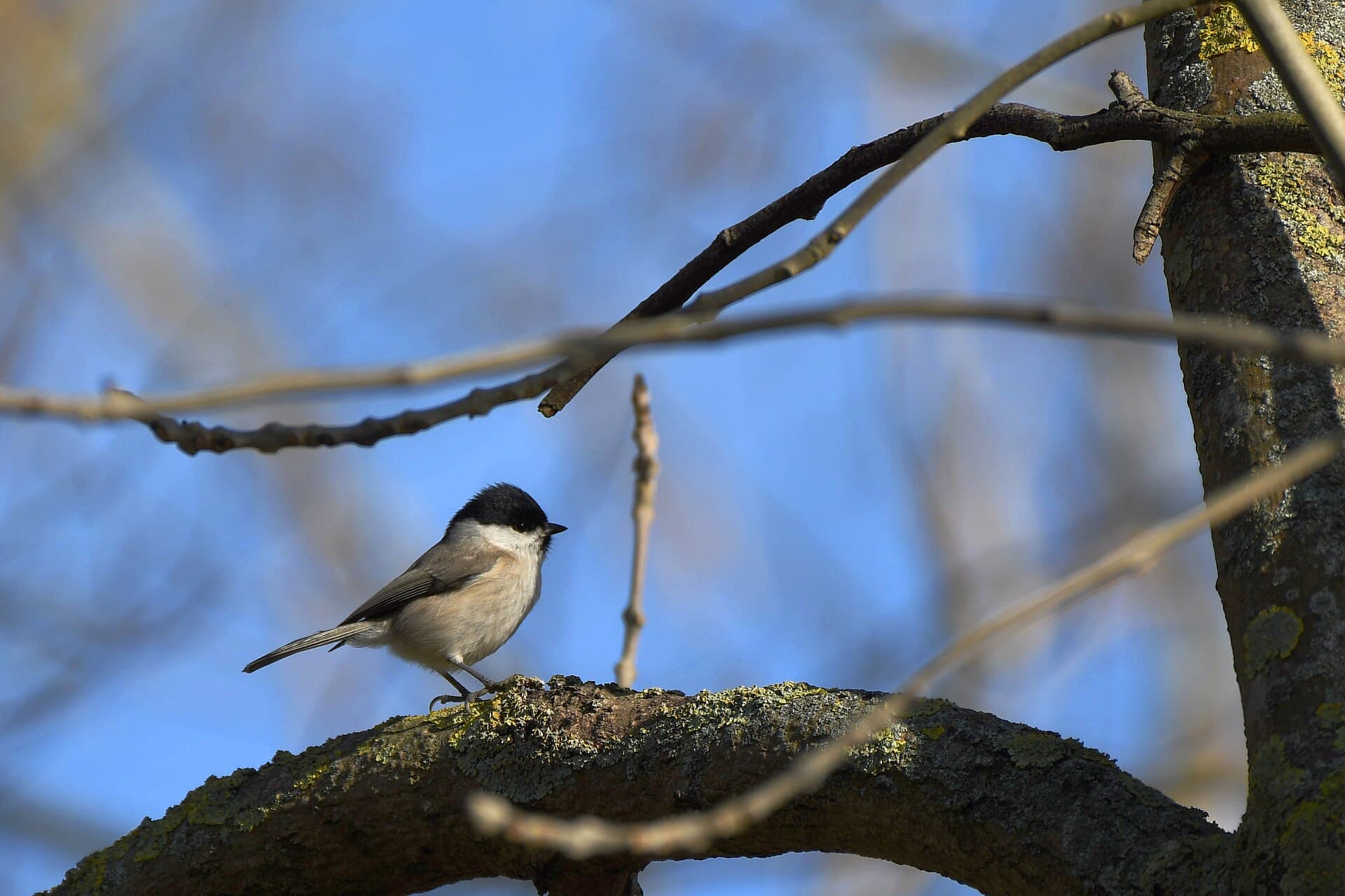 Glanskop (Poecile palustris) - Sumpfmeise (Februar 2025) 1