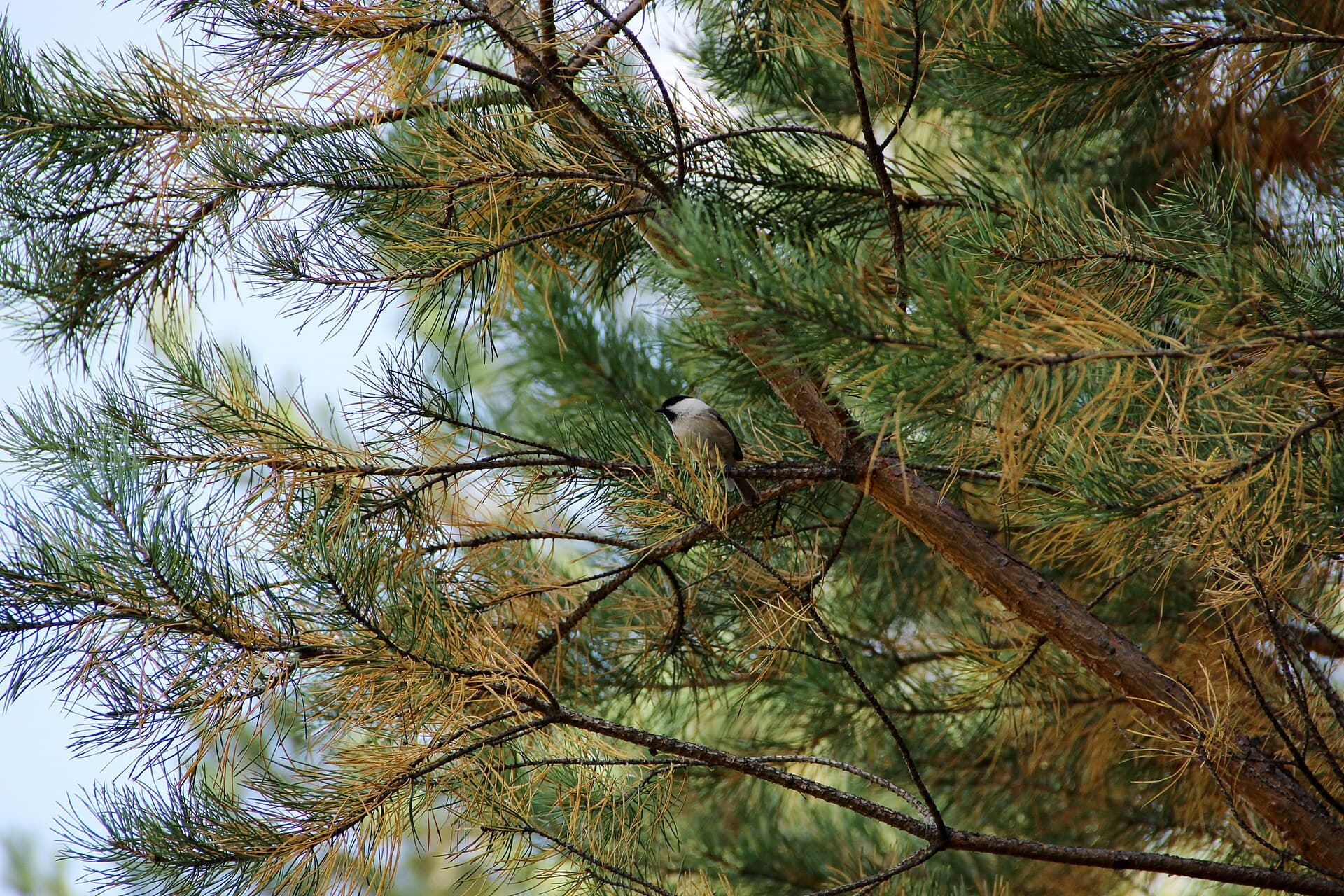 Glanskop (Poecile palustris) - Marsh tit