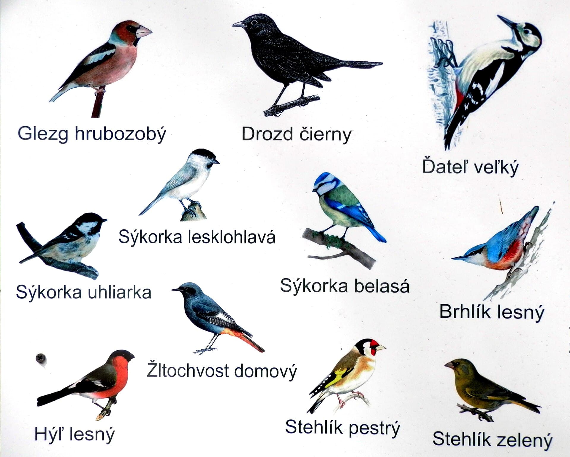 Glanskop (Poecile palustris) - Cemjata13Slovakia11